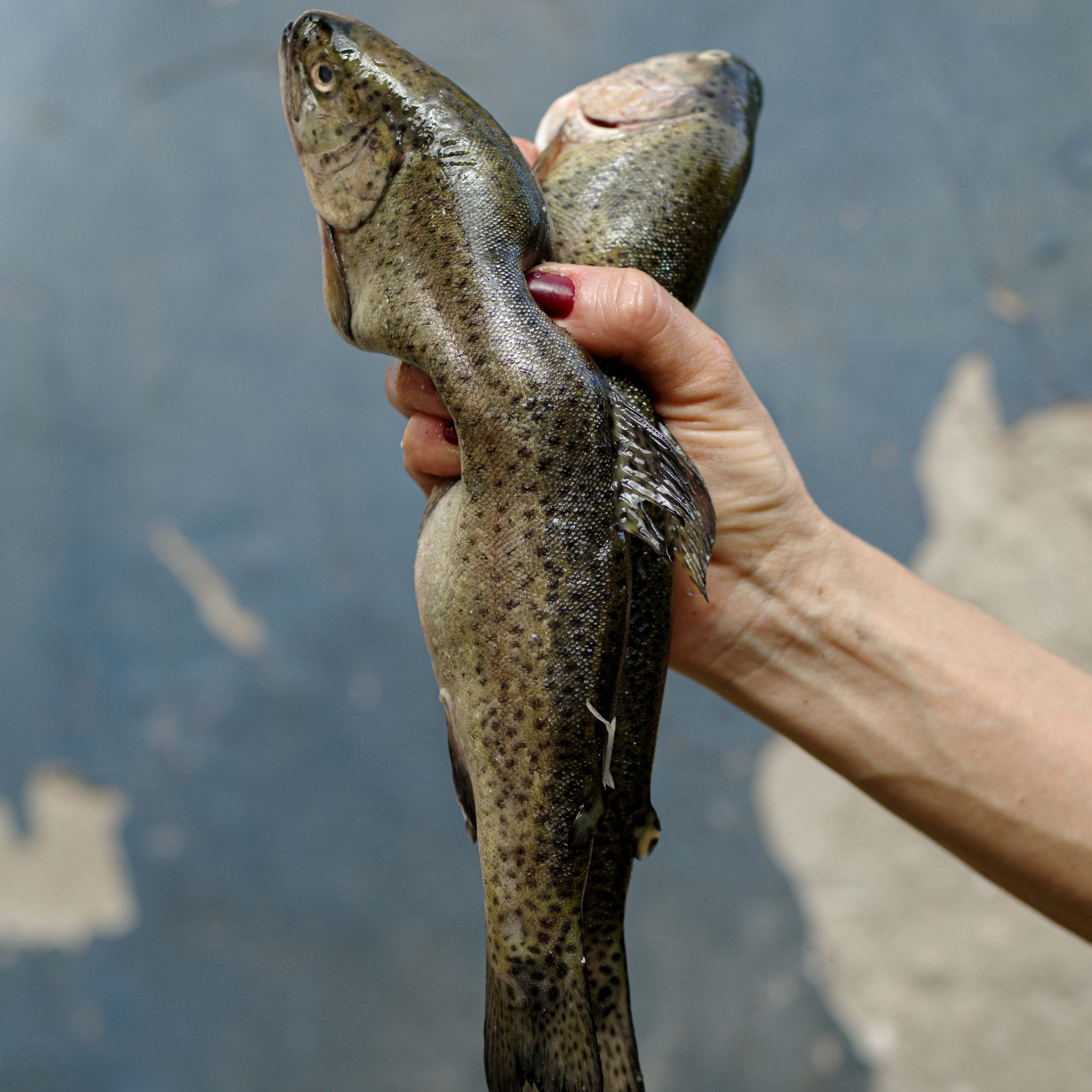 Antropocen (ongoing)