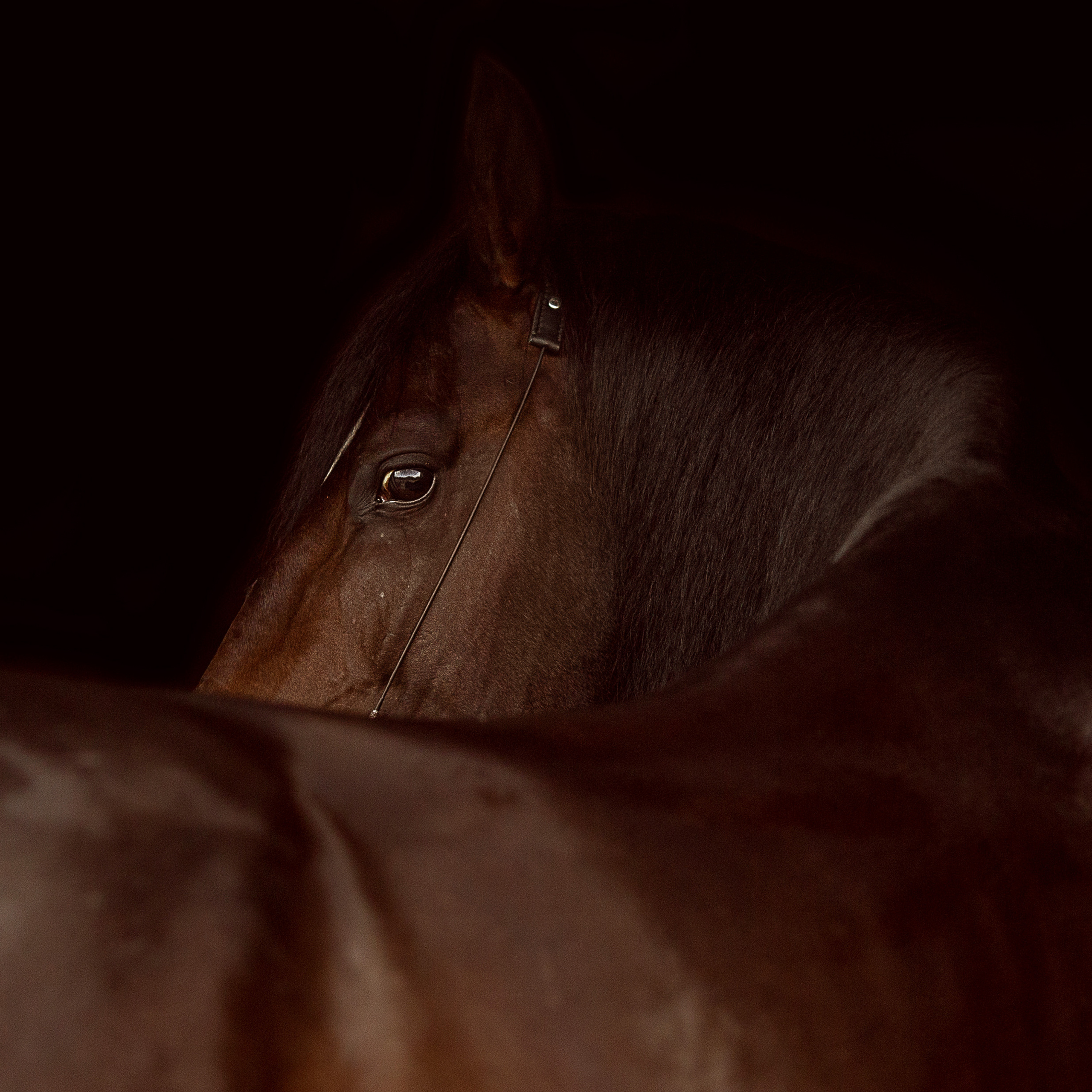 жеребец Эстрагон