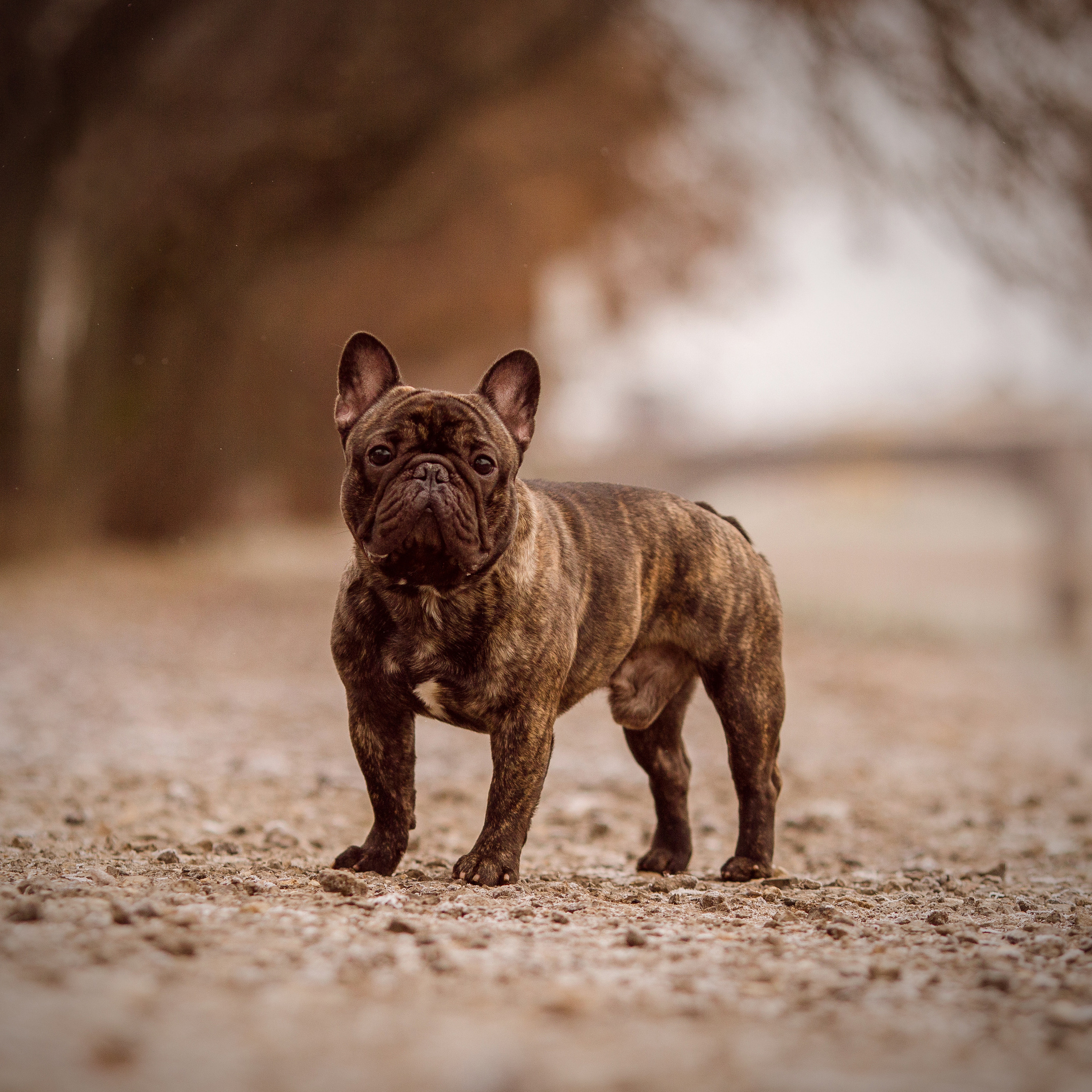 Французский бульдог Патрик