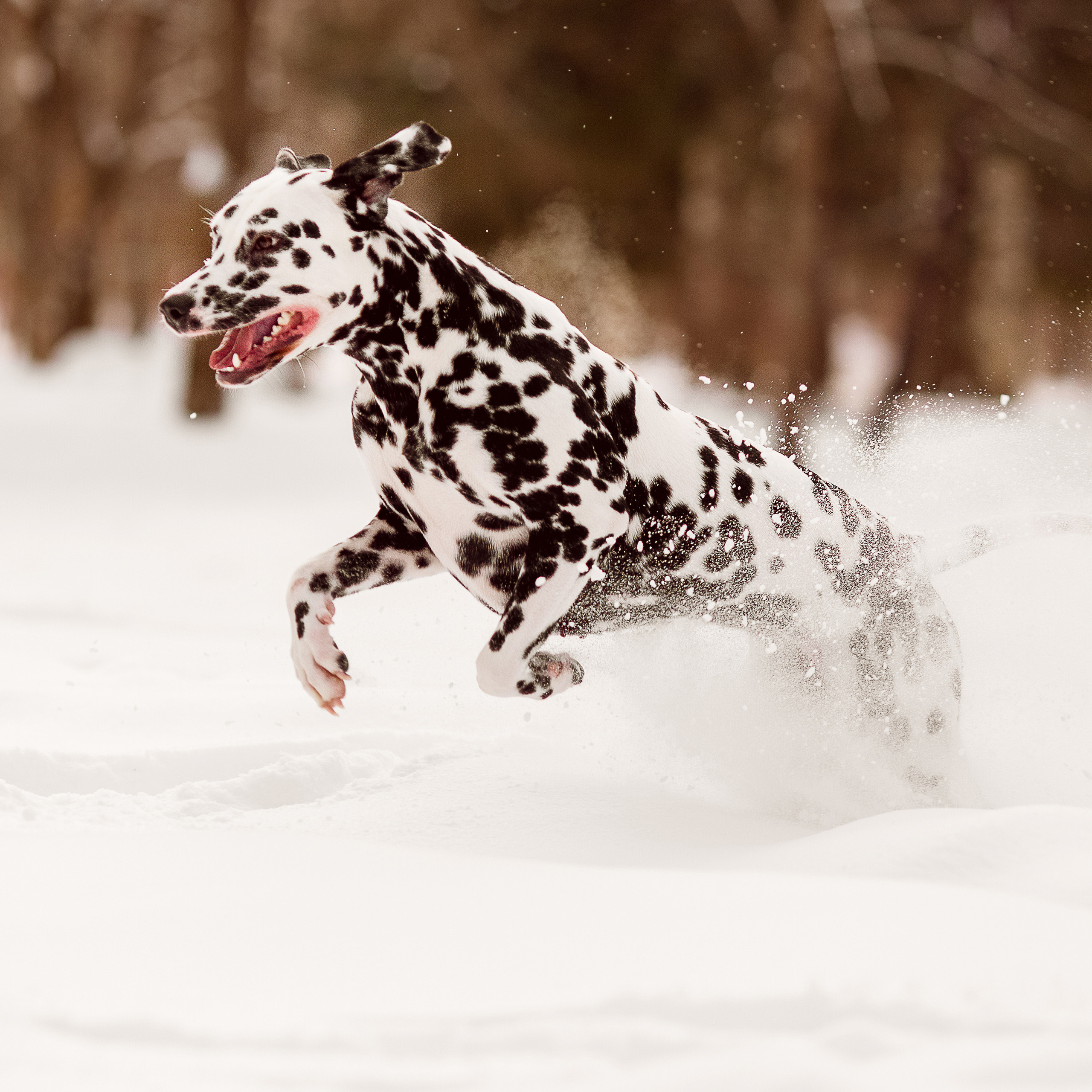 Далматин Молли