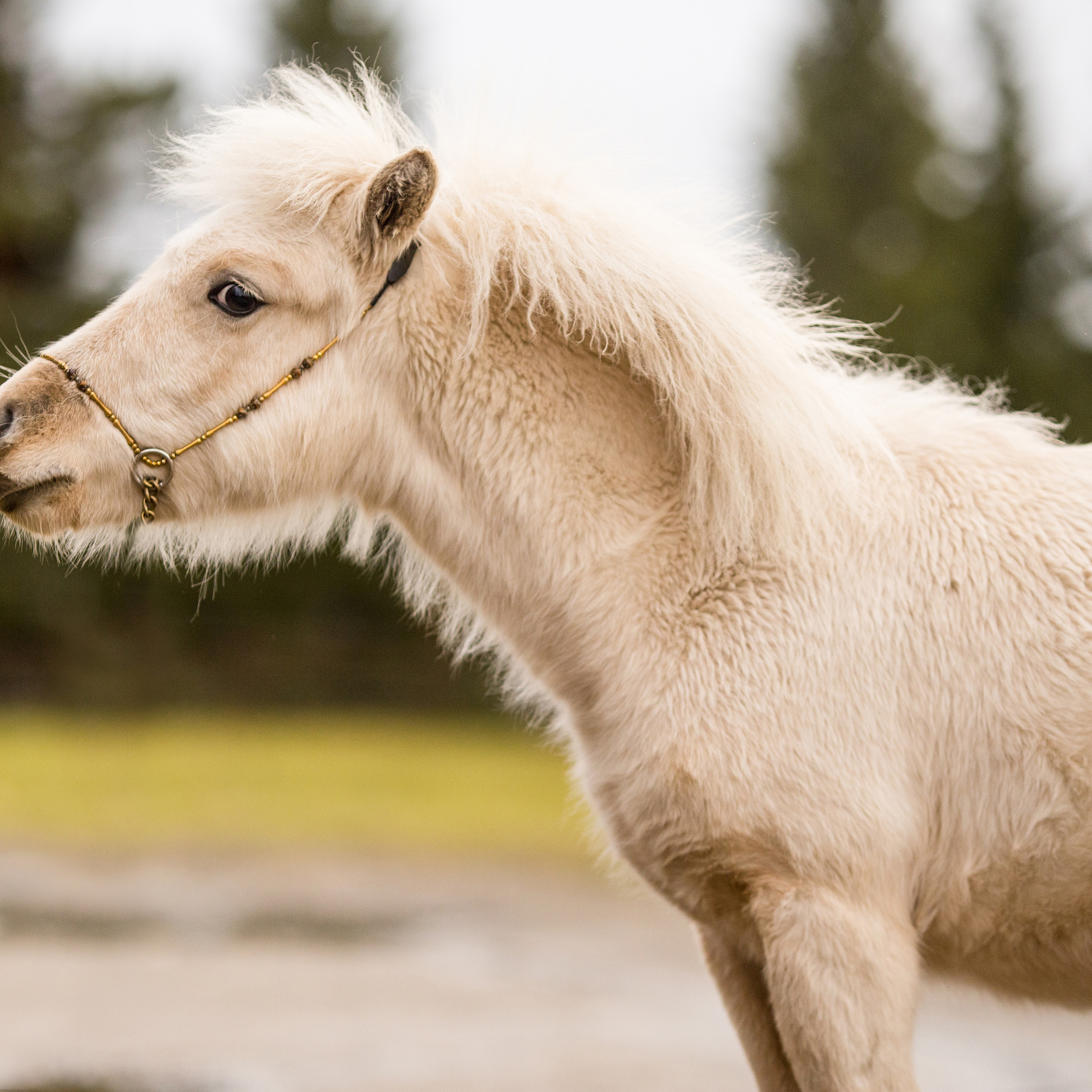 Шетлендский пони Желток