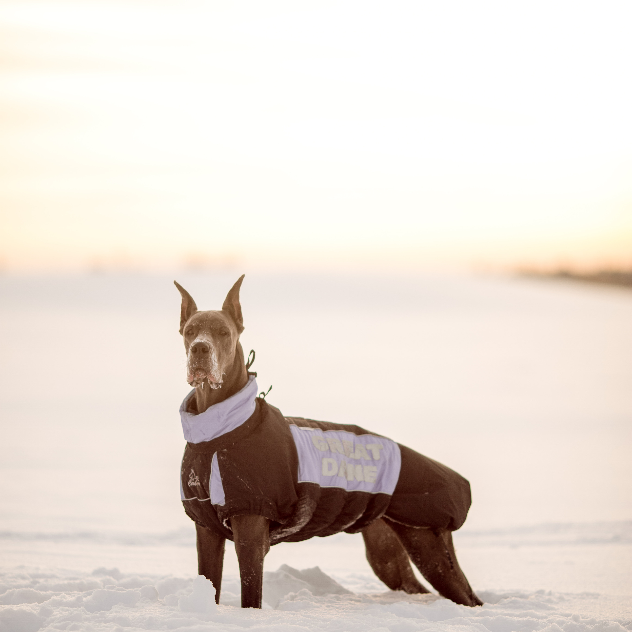 Немецкий дог Тэя