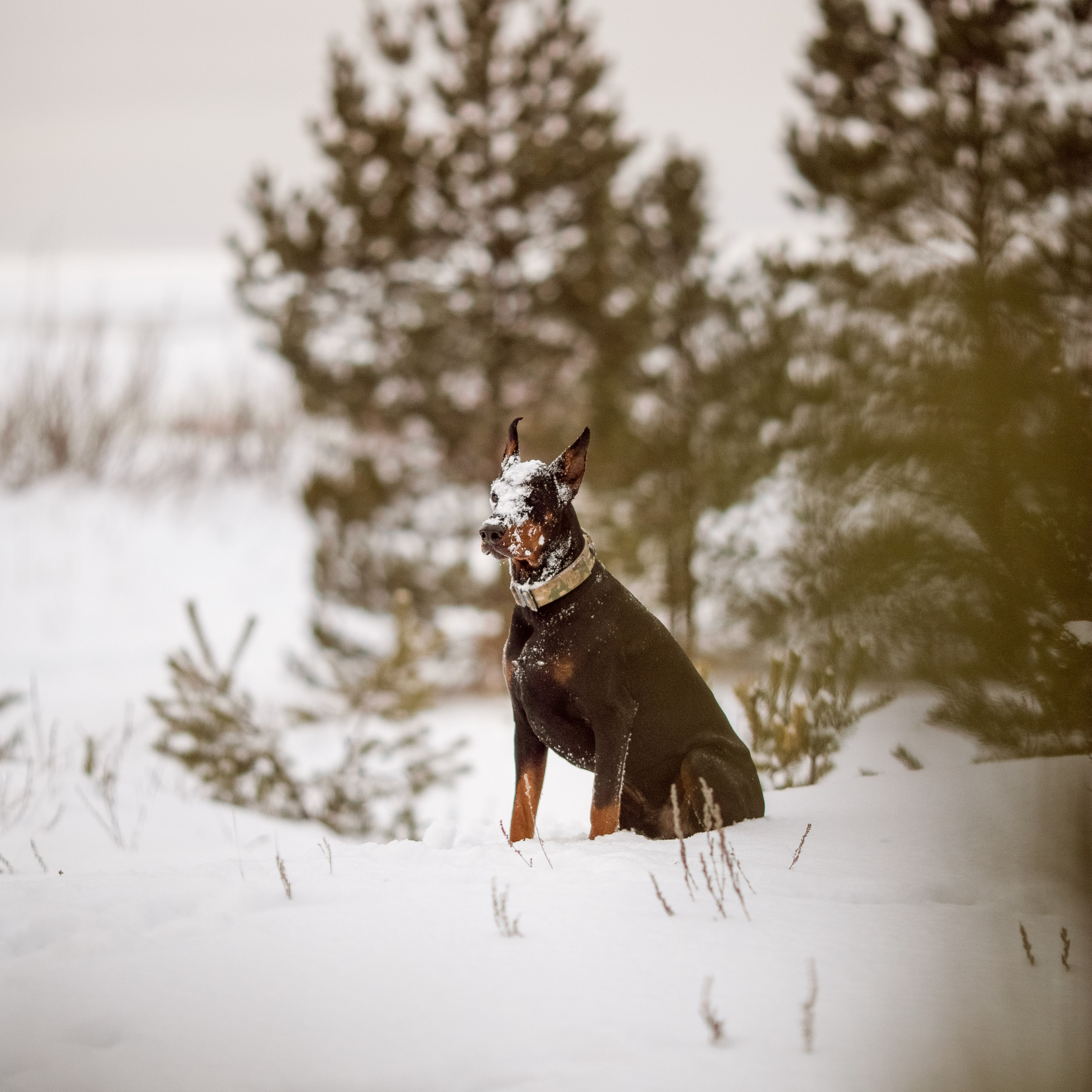 Доберман Фаяз