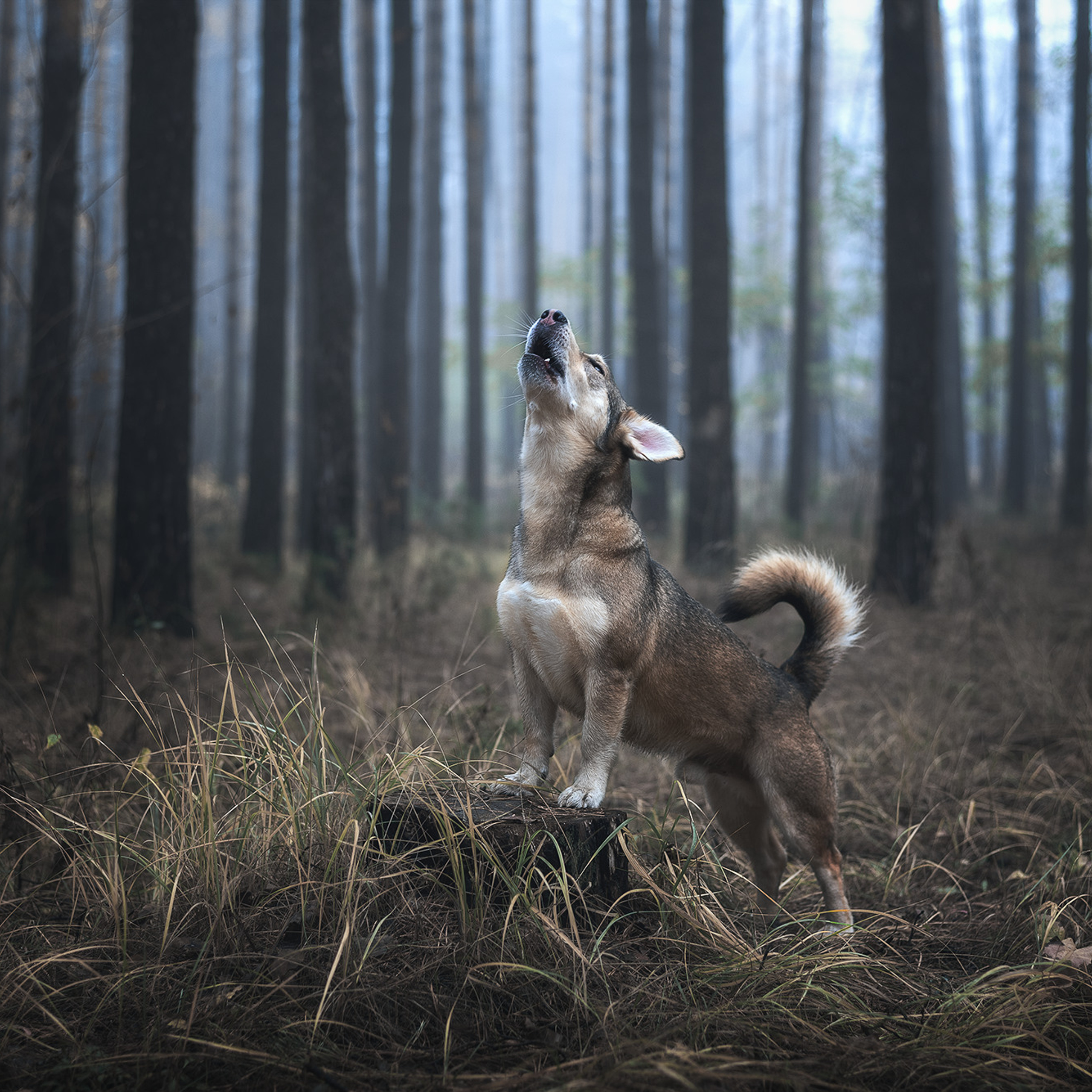 Моя собака Уокер