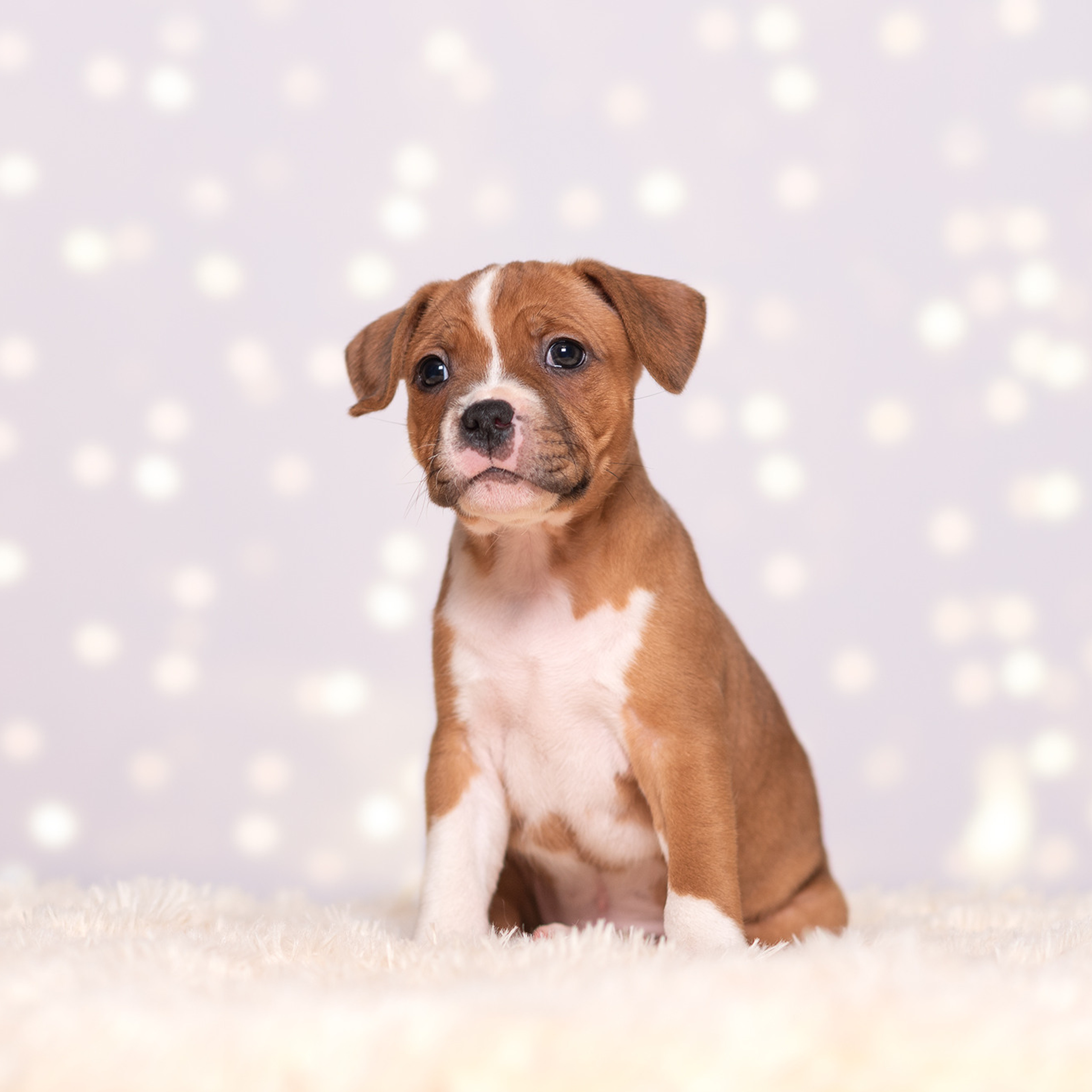 Отзывы. Фотограф-анималист Крутиков Евгений