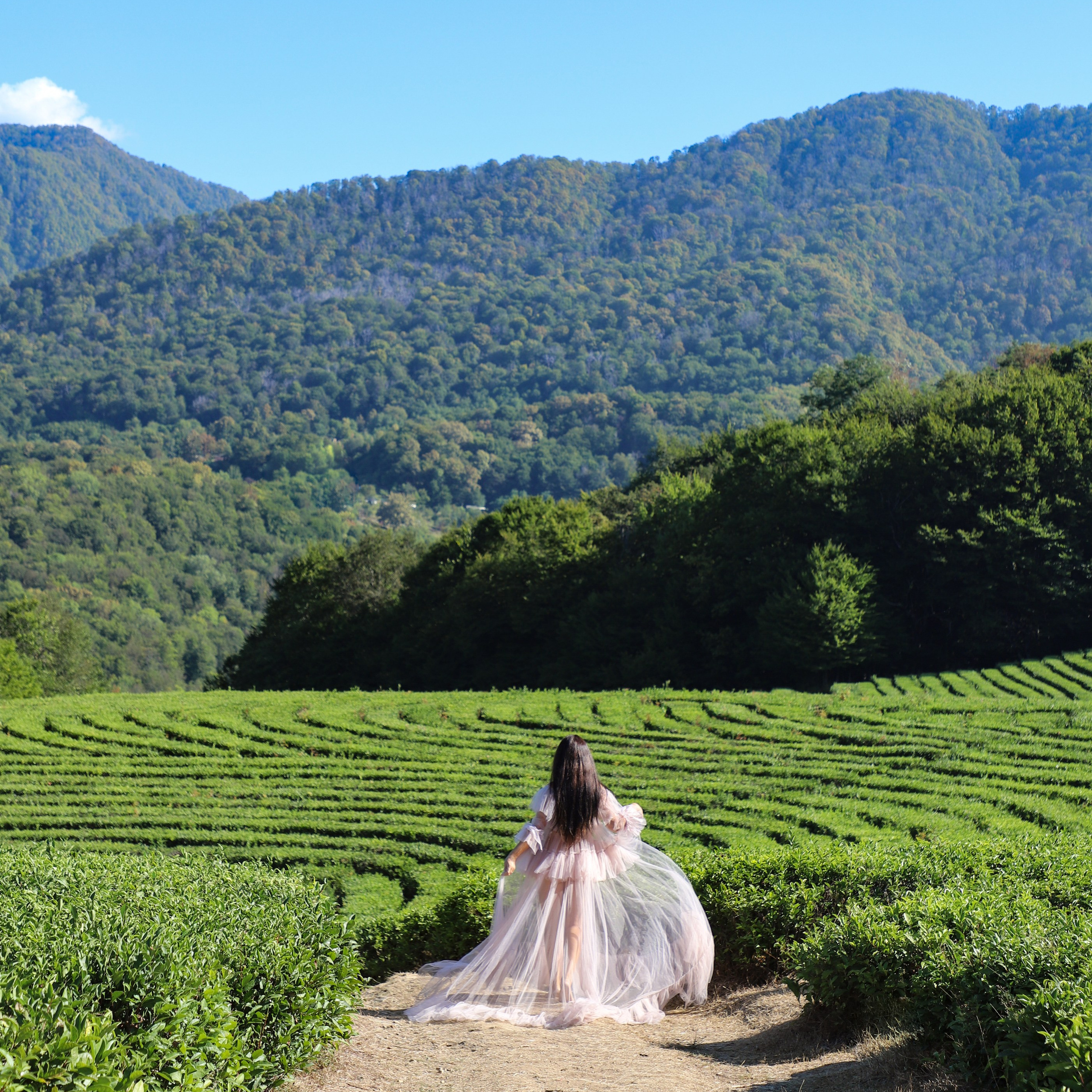 Беремняшка Мацеста чайные плантации 27.08