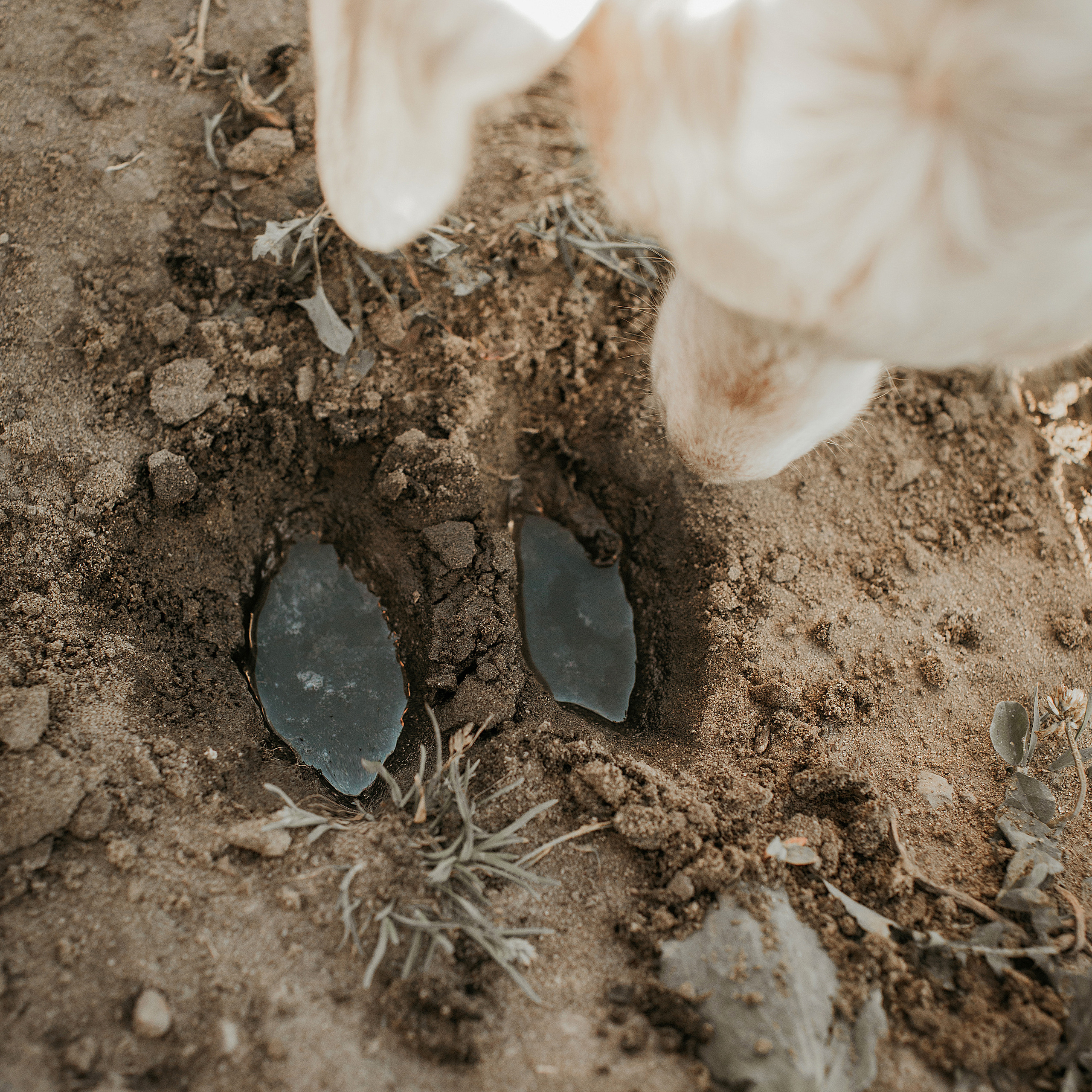 Сестрица Алёнушка и братец Иванушка