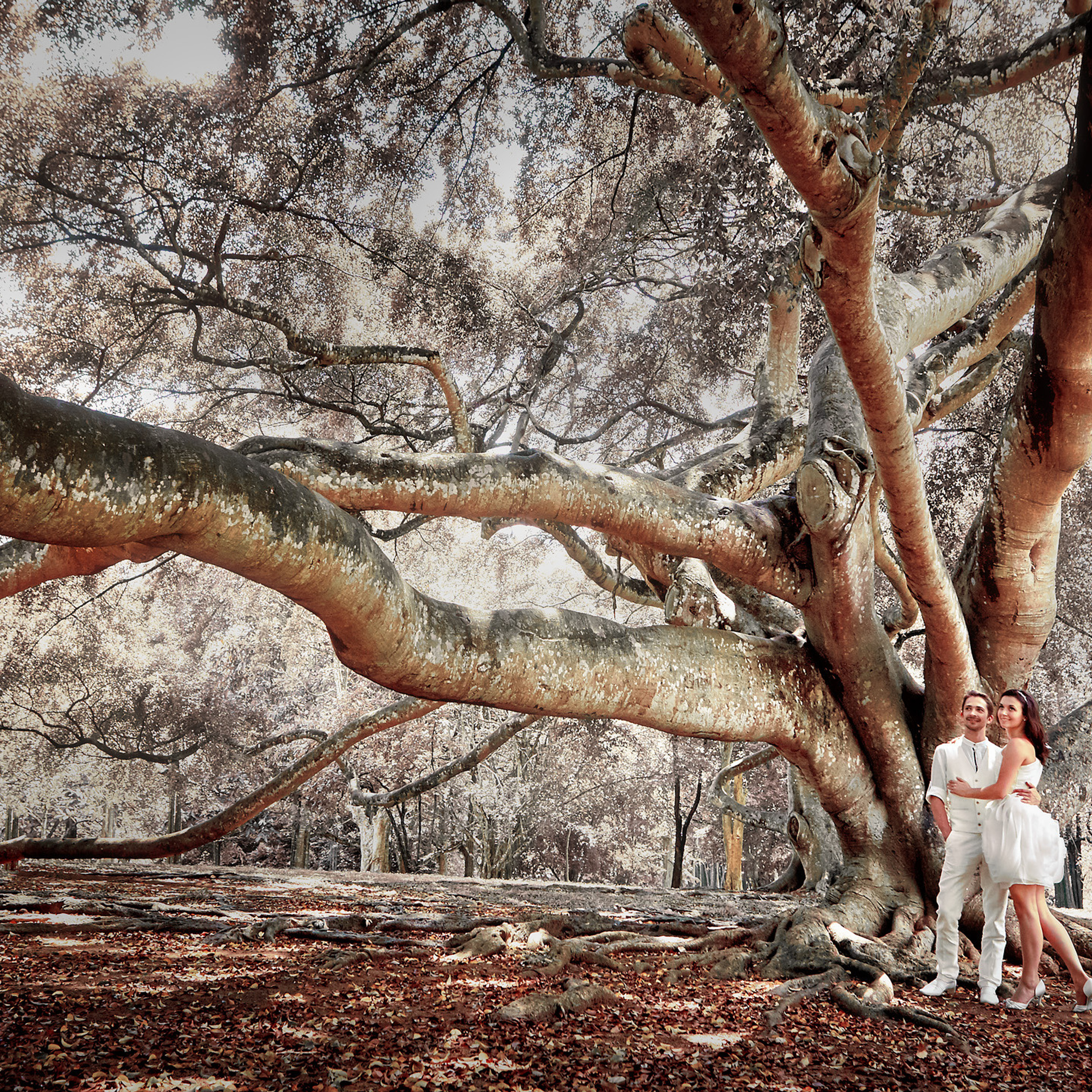 Любовь чайного цвета. Сказочная Шри-Ланка