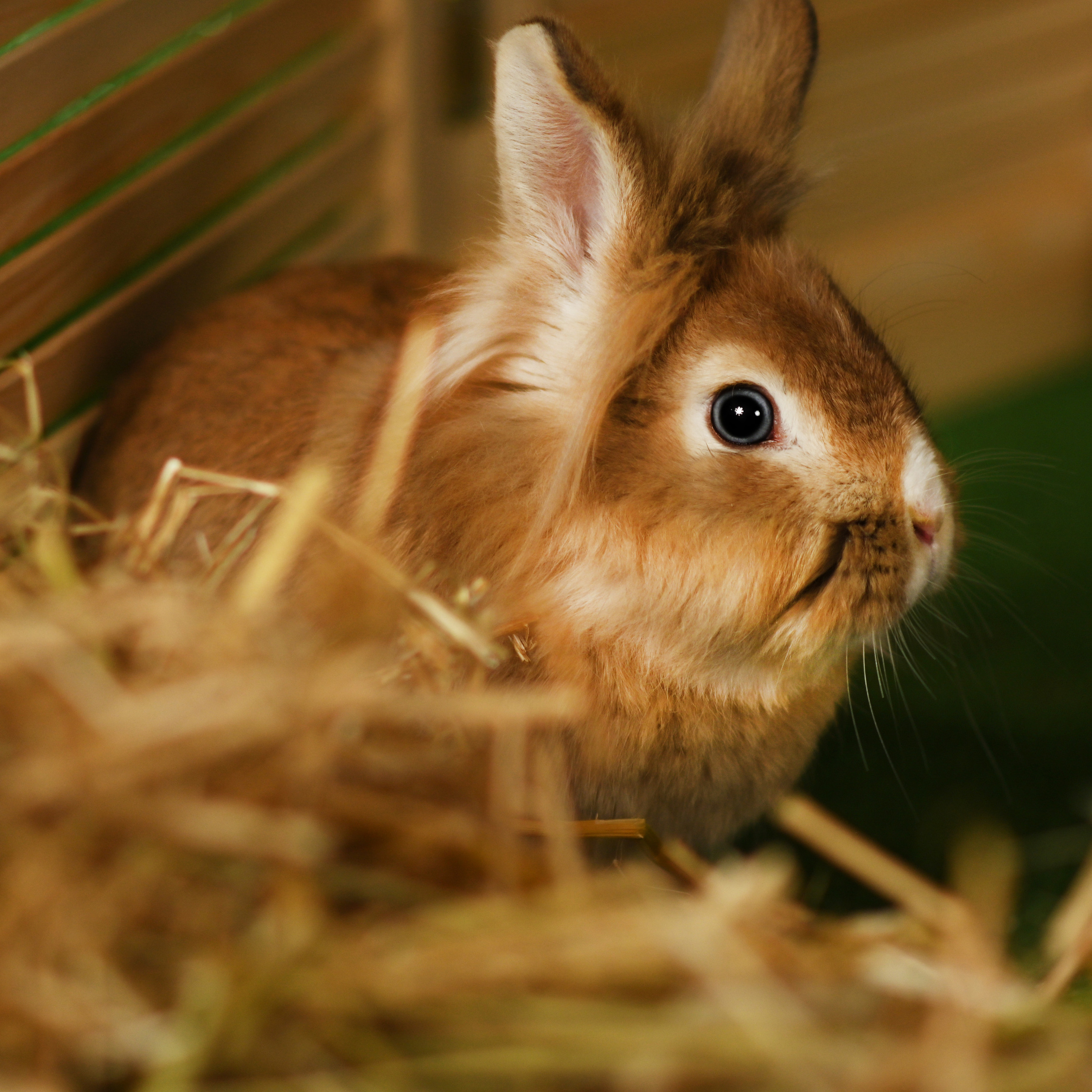 пушистые друзья