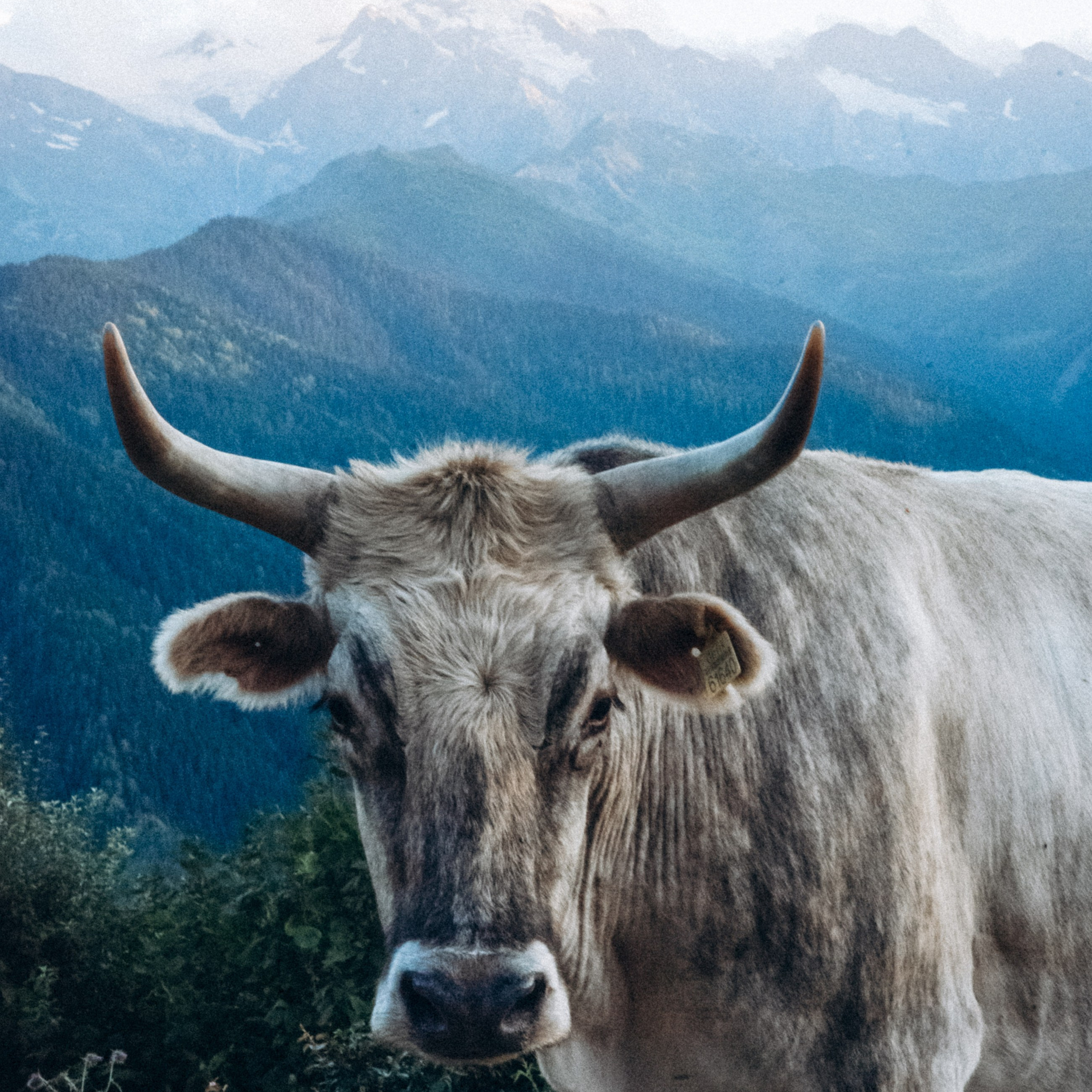 Сванетия, Грузия 🇬🇪. Anita_photo