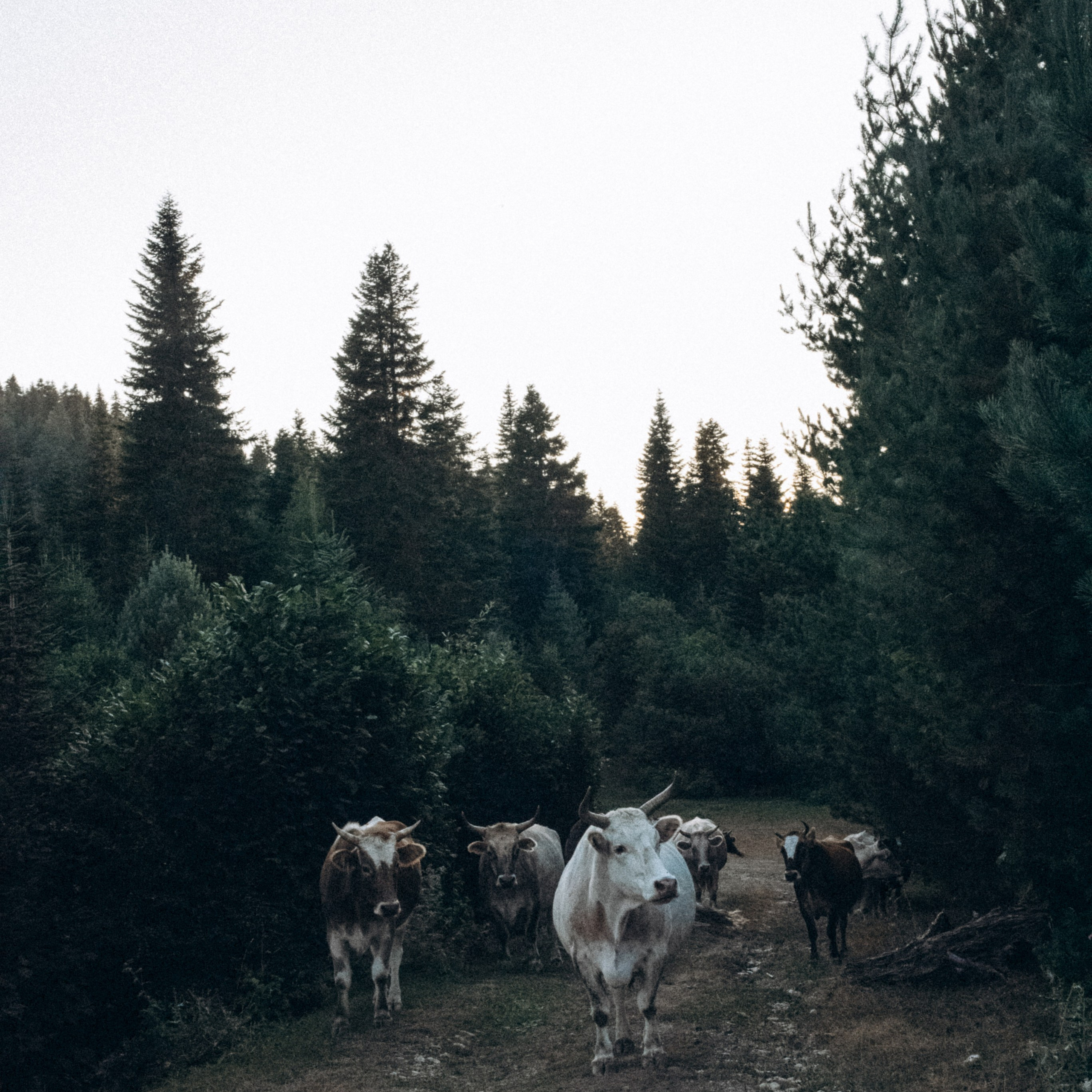 Сванетия, Грузия 🇬🇪. Anita_photo