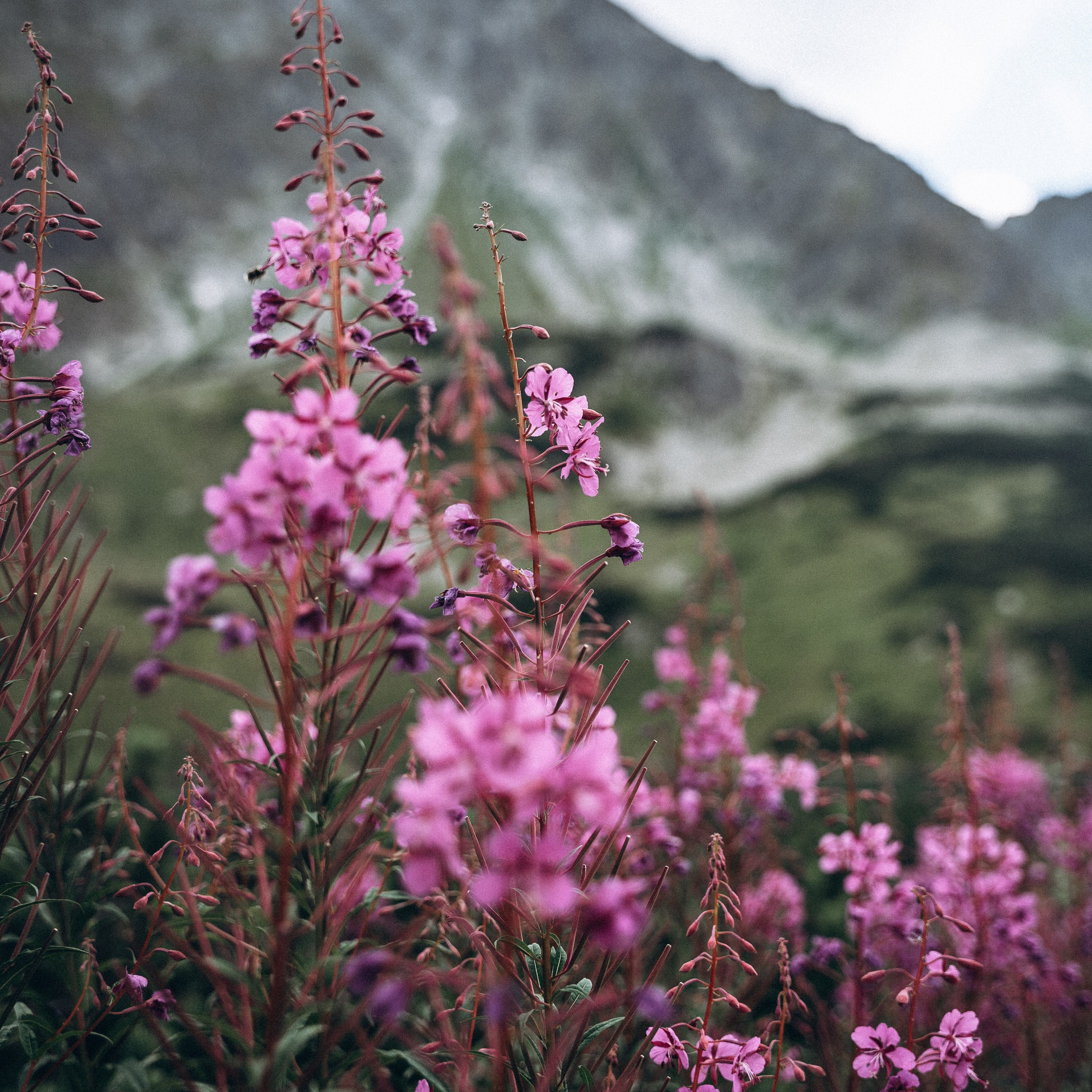 Закопаны. Anita_photo