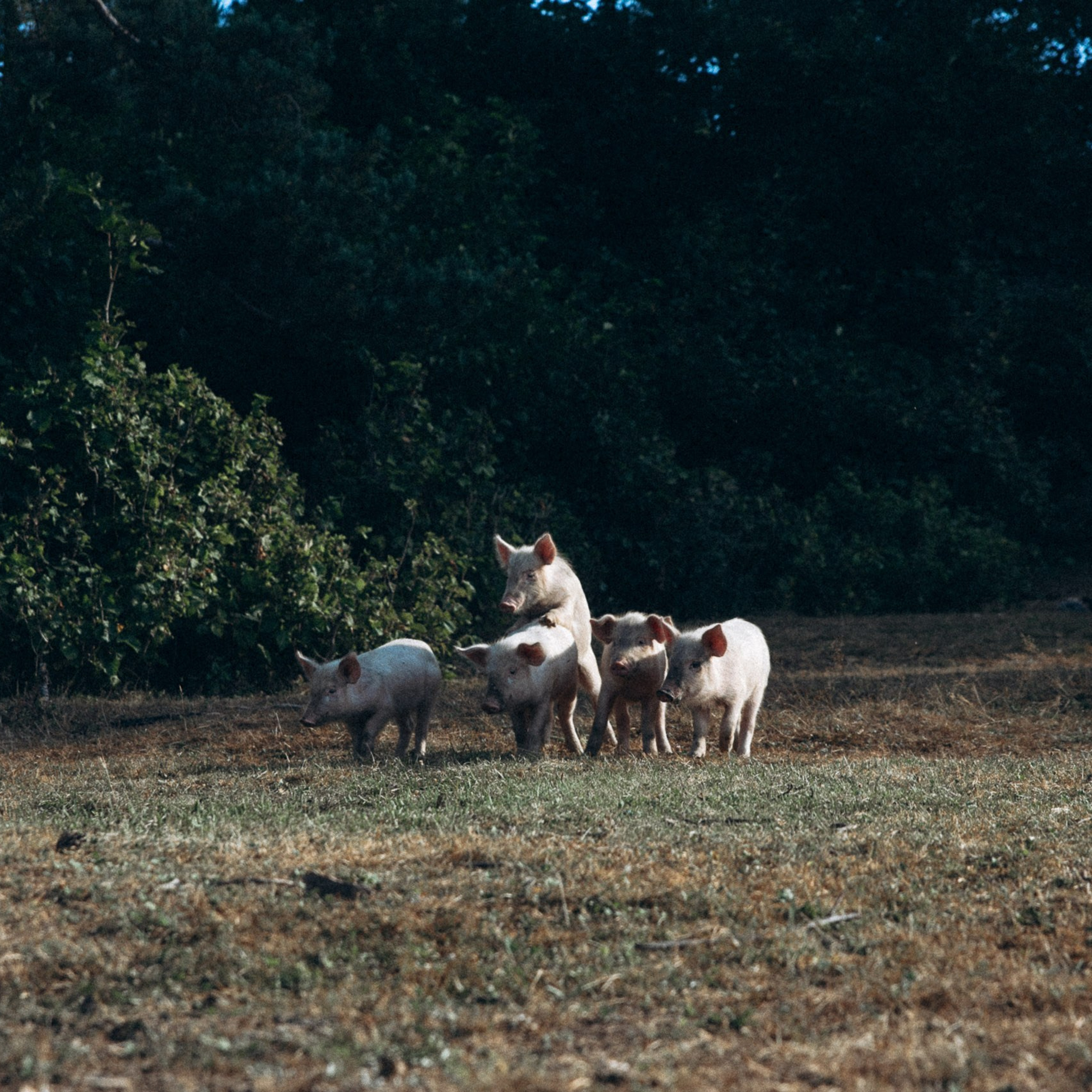 Сванетия, Грузия 🇬🇪. Anita_photo
