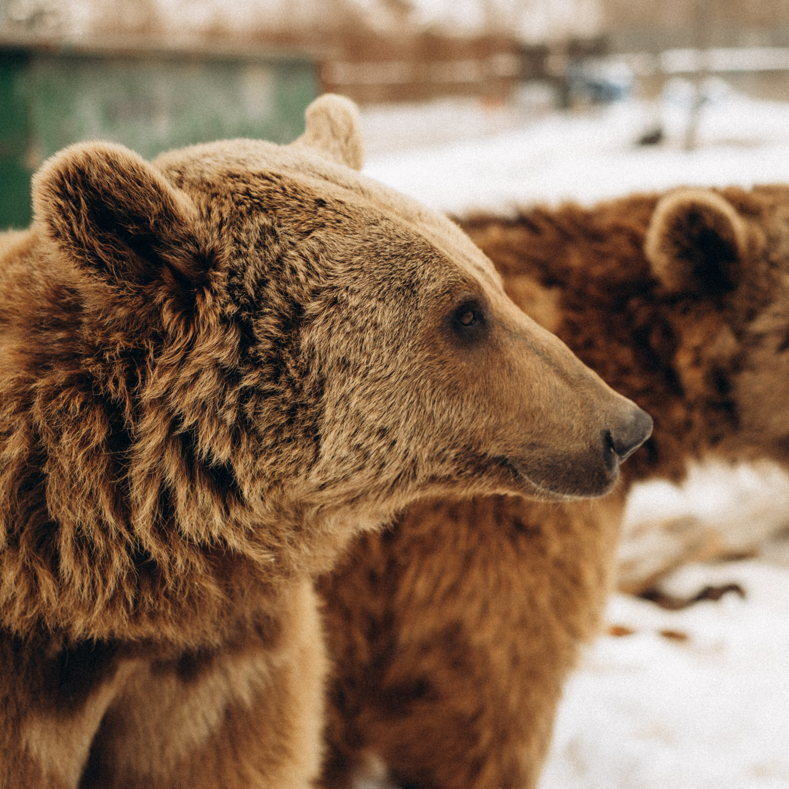 Медвежий приют, Грузия 🇬🇪. Anita_photo