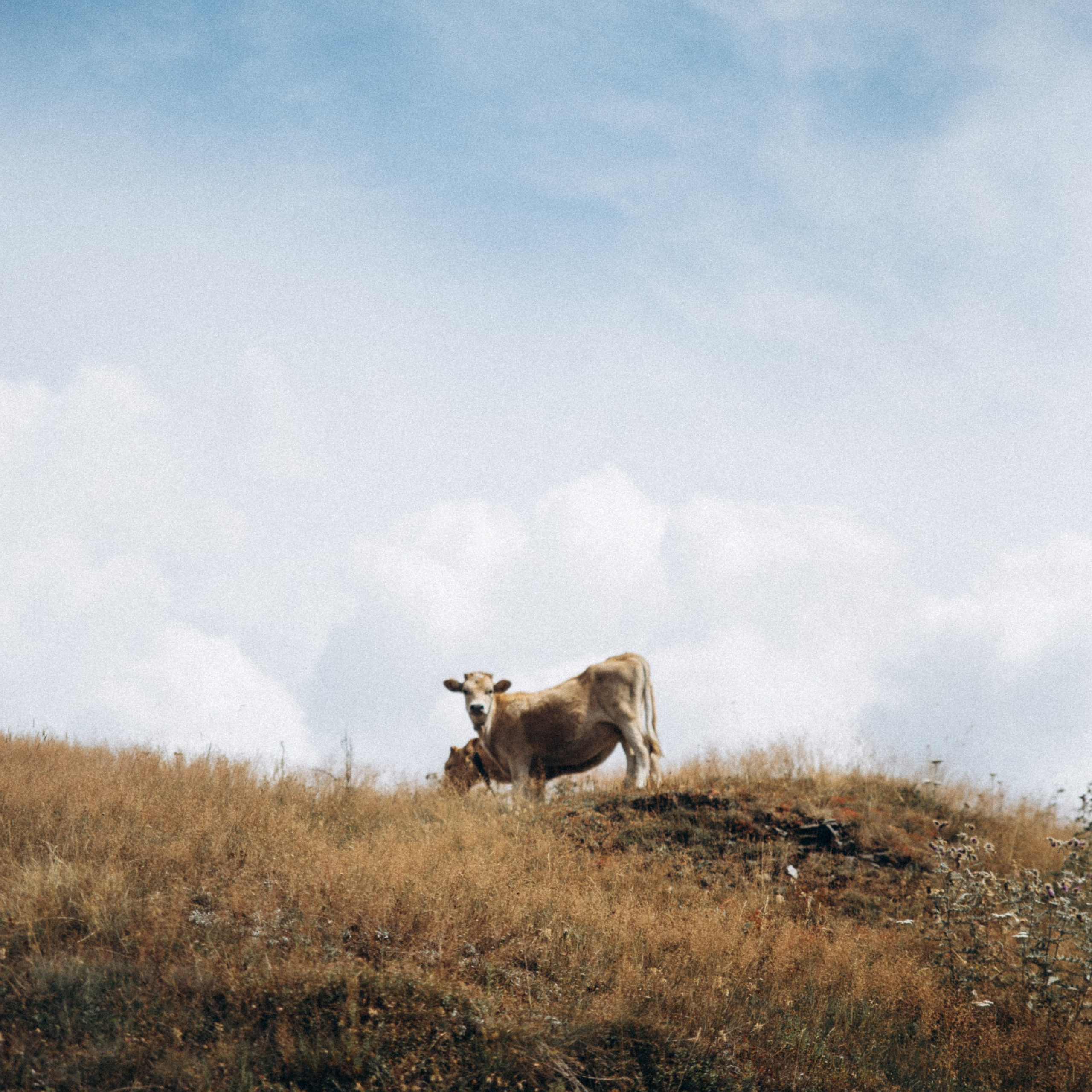 Сванетия, Грузия 🇬🇪. Anita_photo
