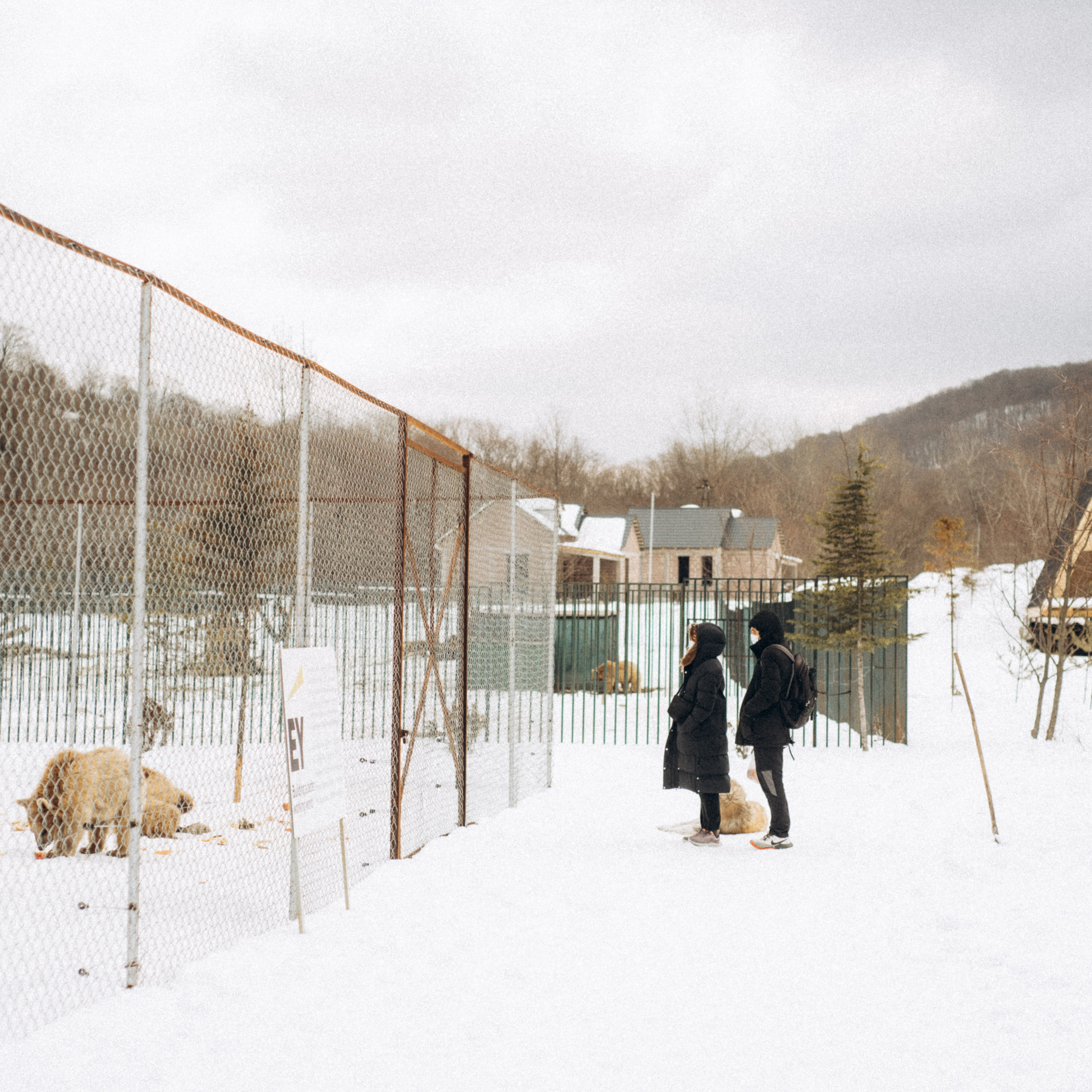Медвежий приют, Грузия 🇬🇪. Anita_photo