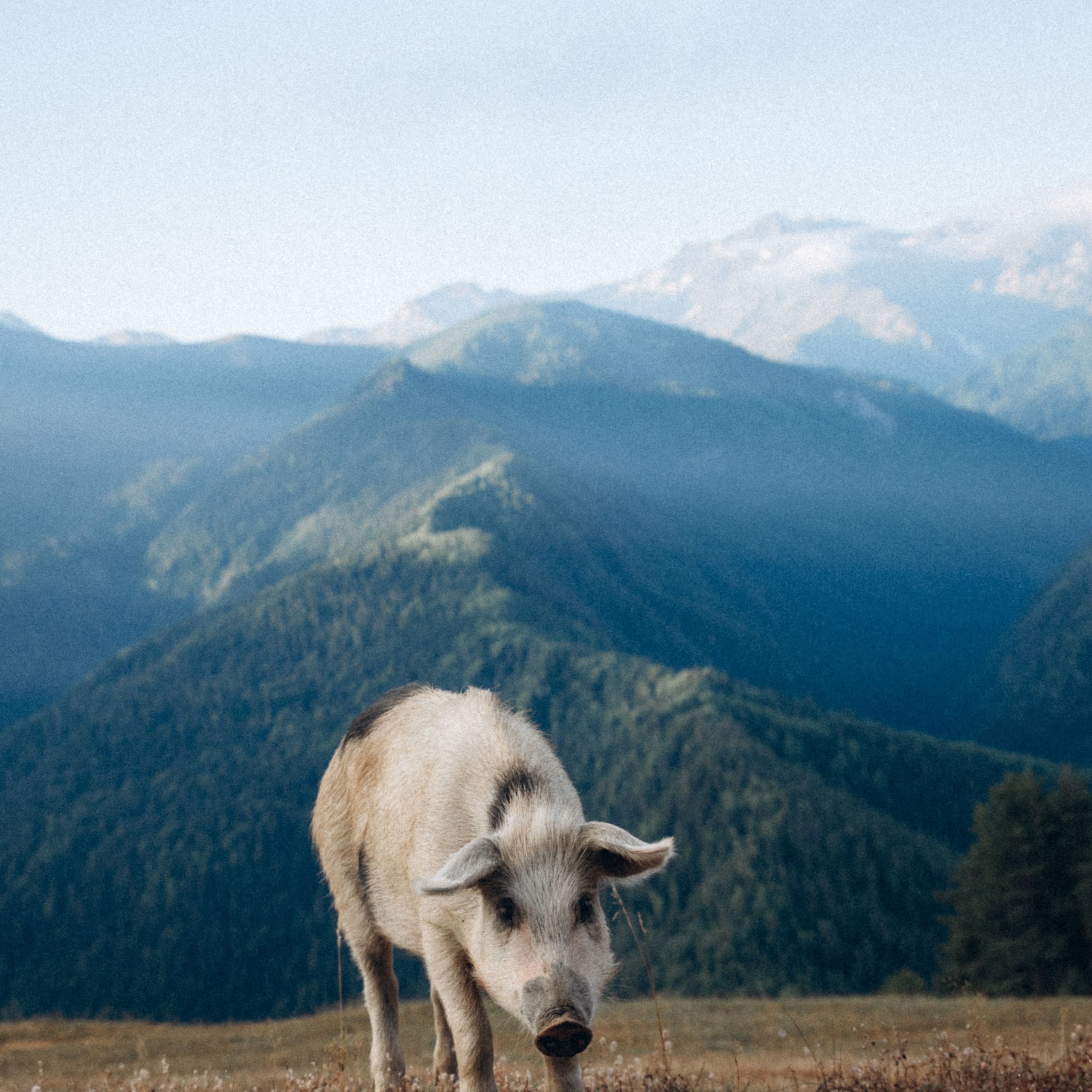 Сванетия, Грузия 🇬🇪. Anita_photo