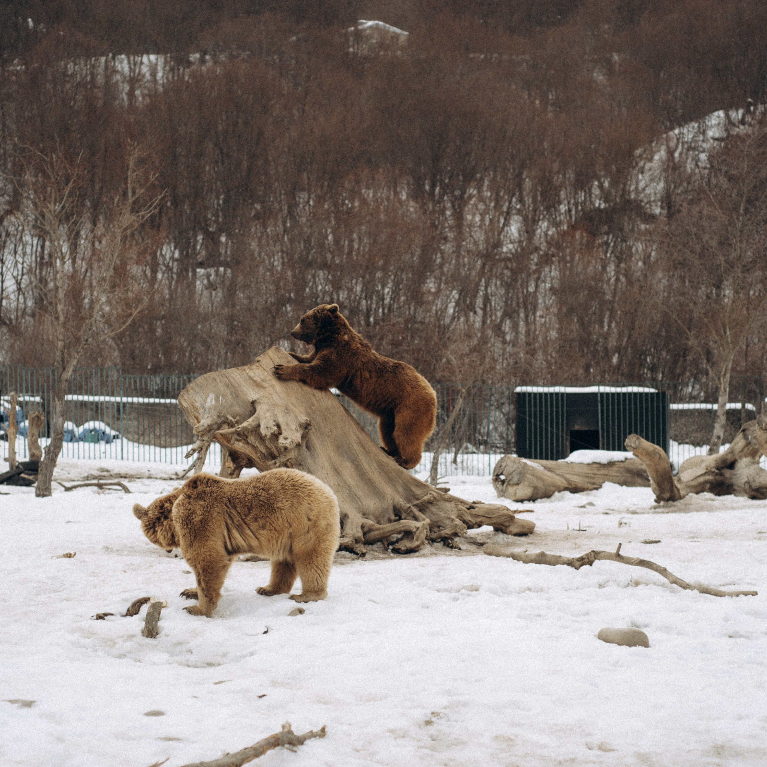 Медвежий приют, Грузия 🇬🇪. Anita_photo