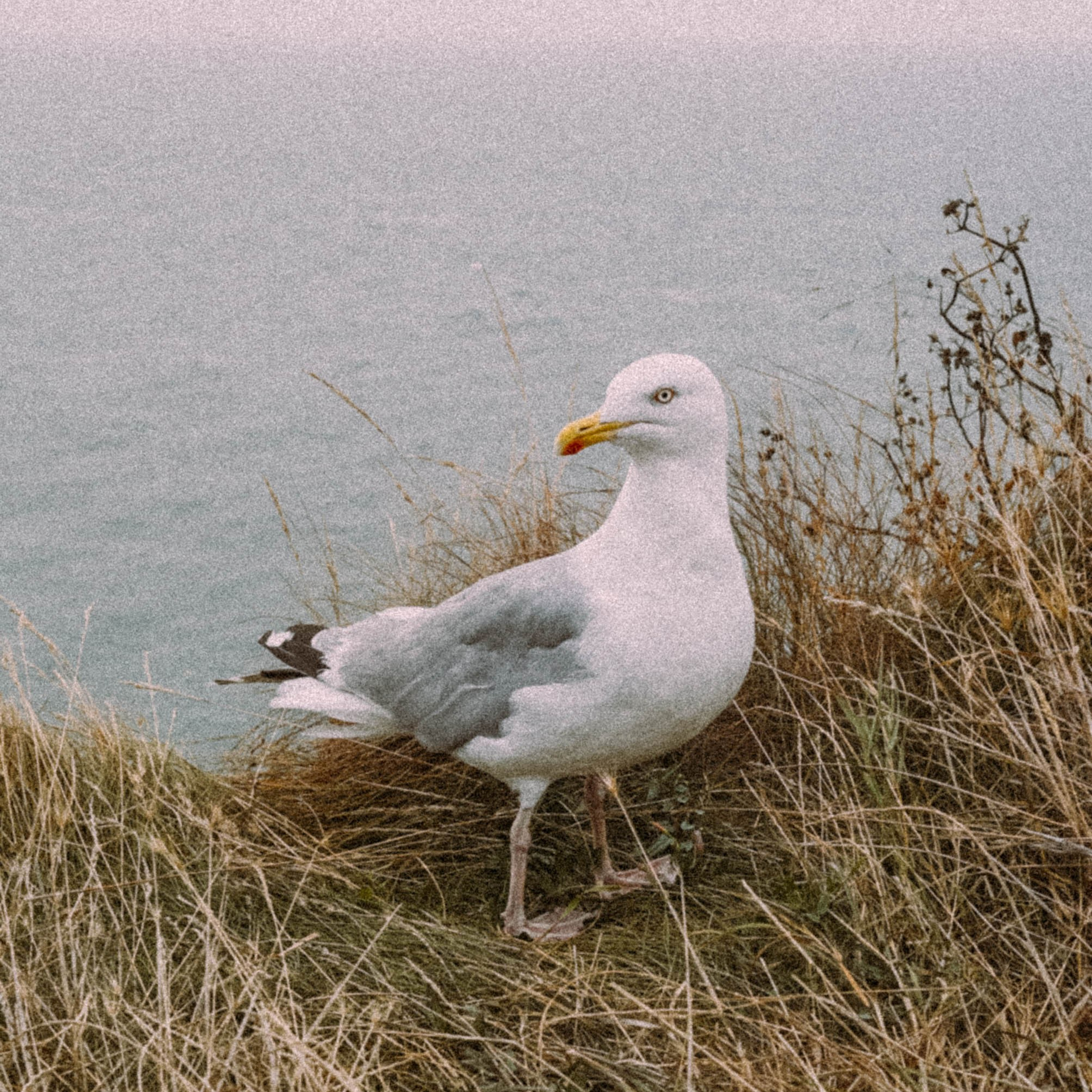 Нормандия, Франция 2025. Anita_photo