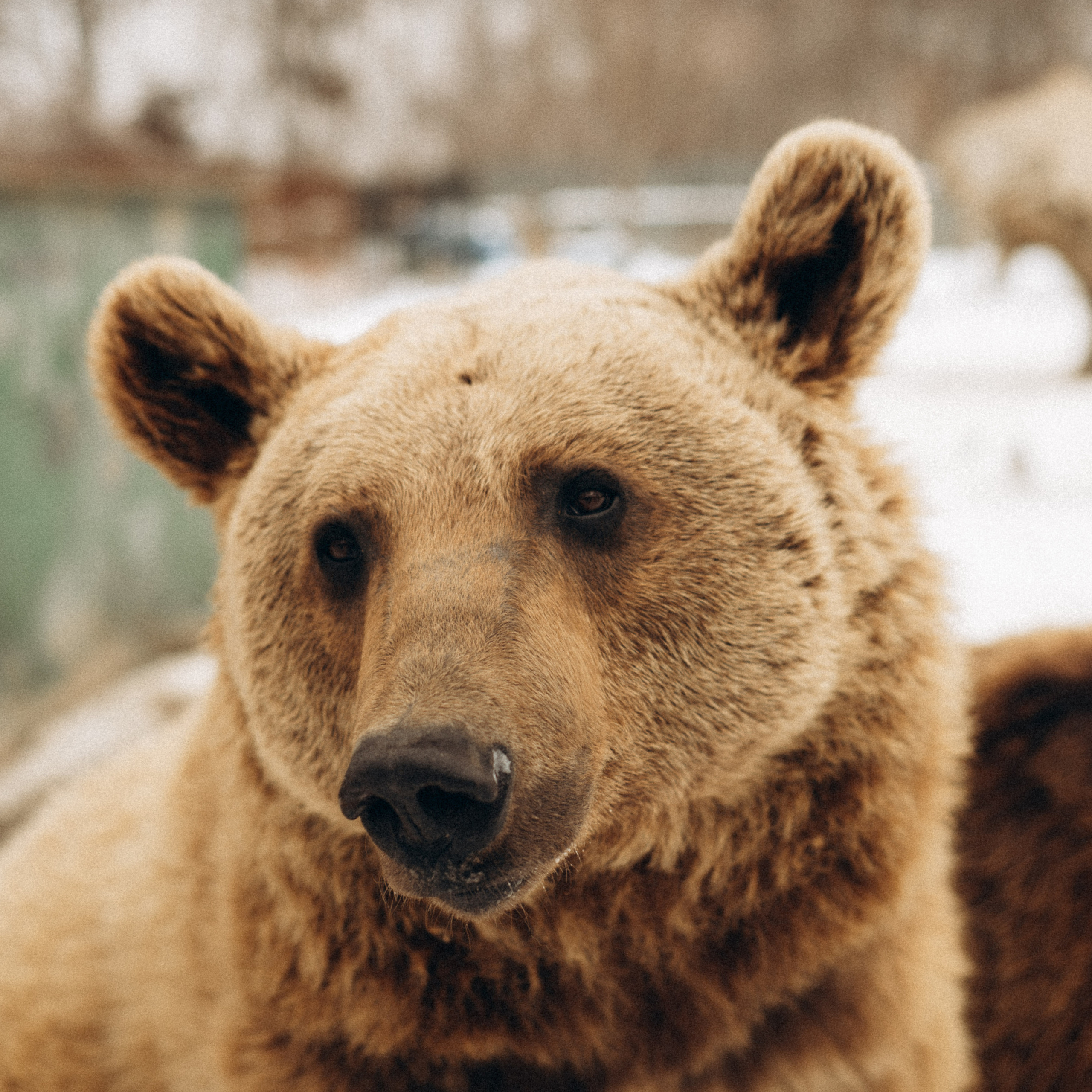 Медвежий приют, Грузия 🇬🇪. Anita_photo