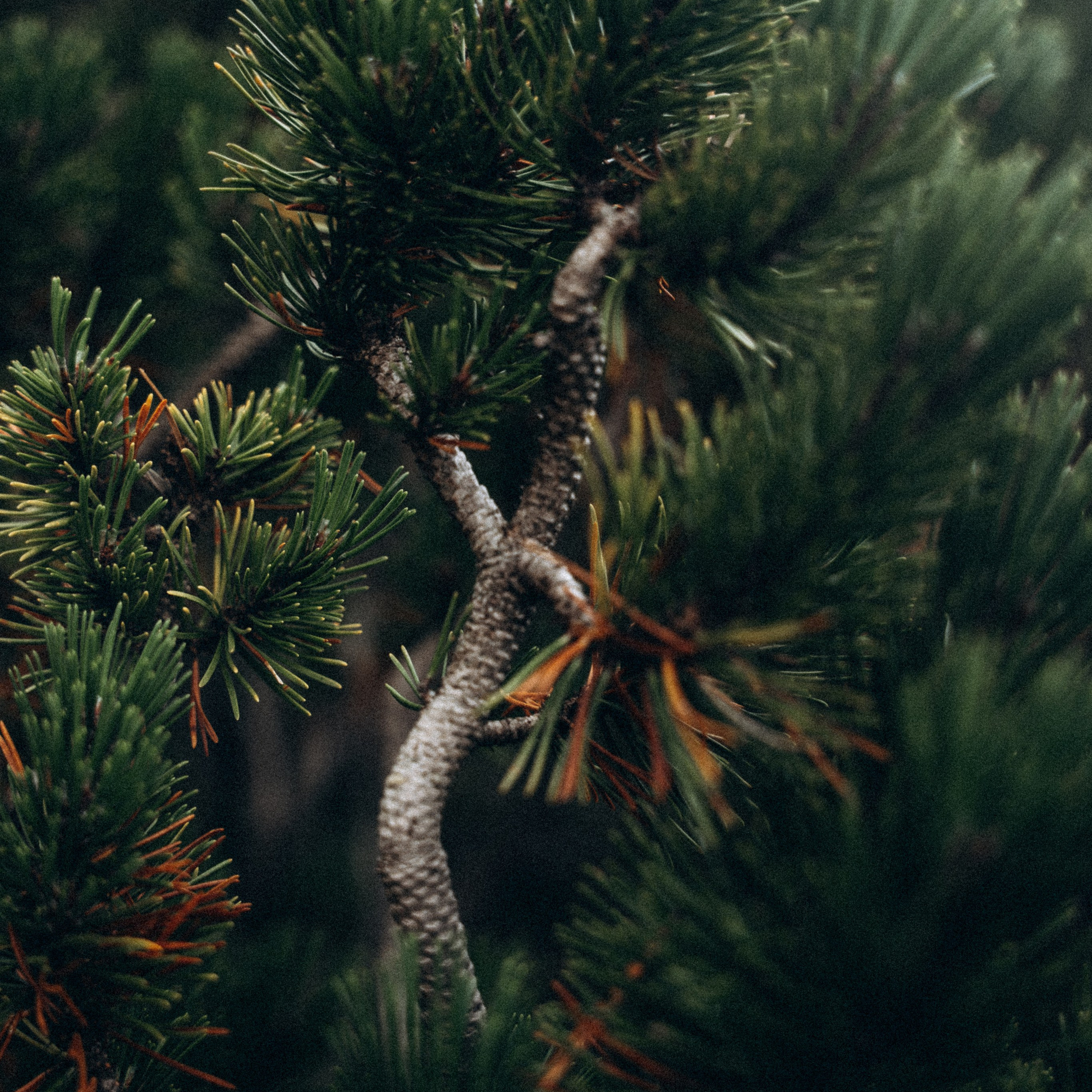 Закопаны. Anita_photo