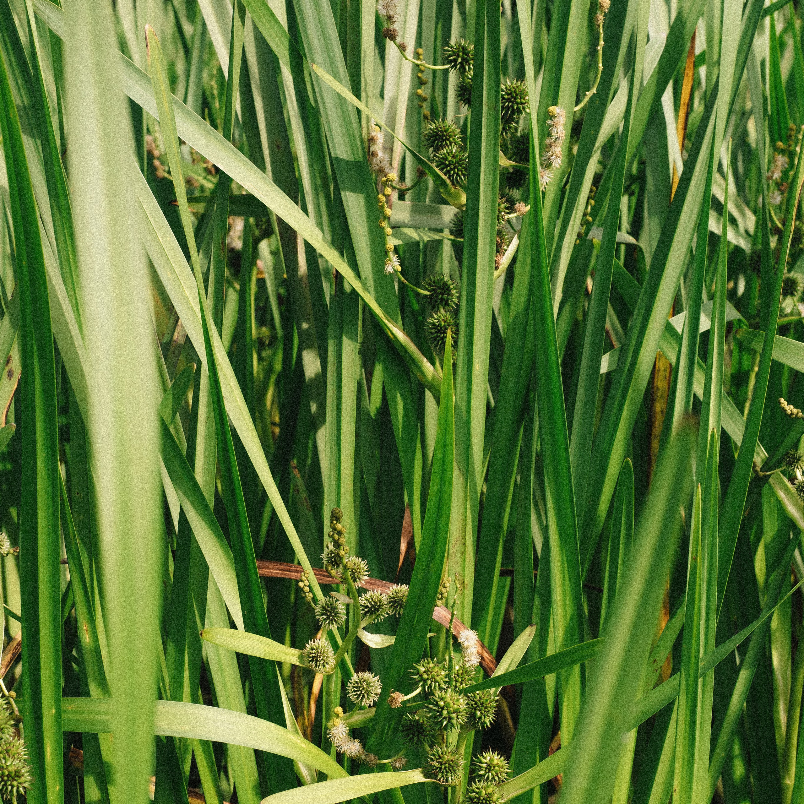 Байдарки Вилейка. Anita_photo