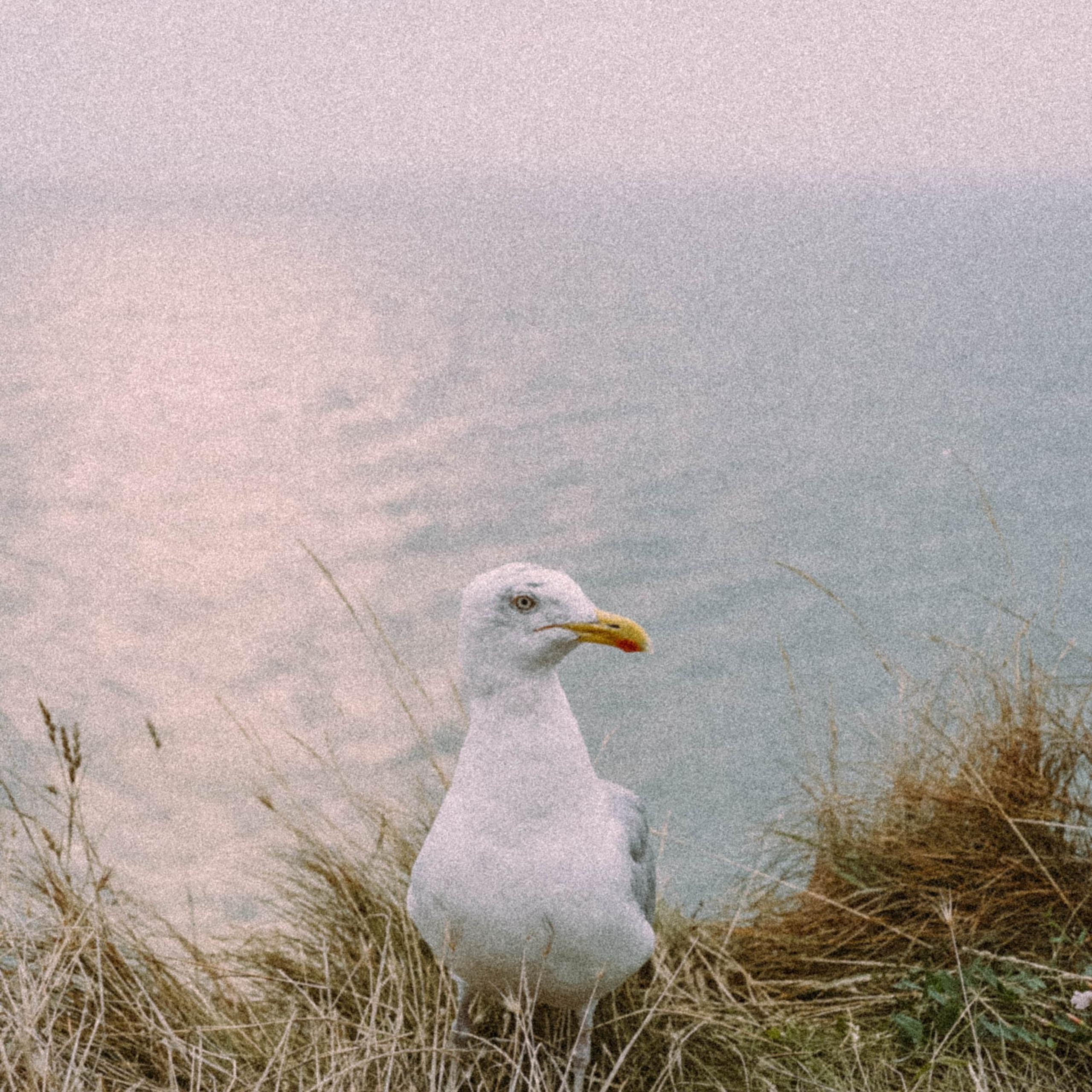 Нормандия, Франция 2025. Anita_photo