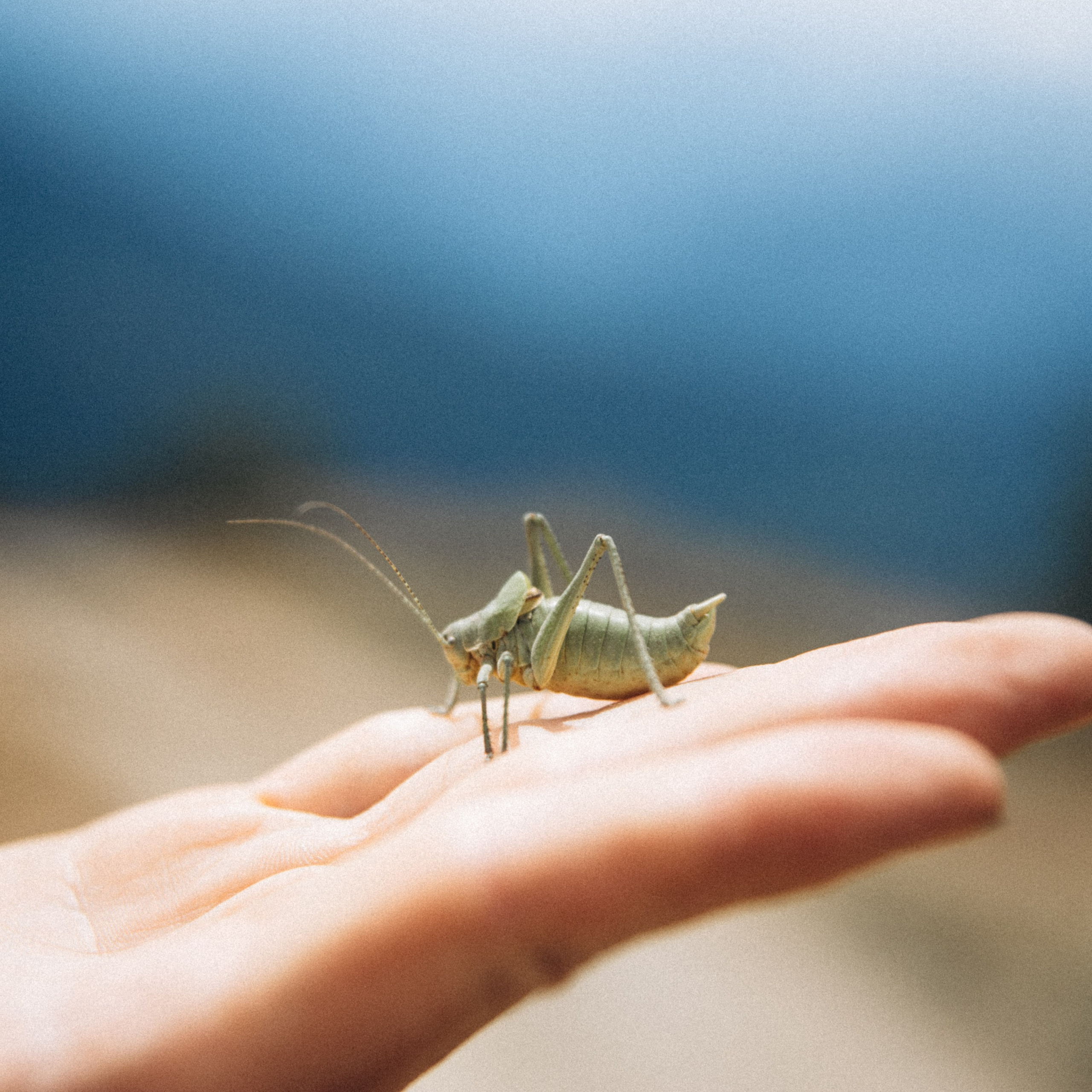 Сванетия, Грузия 🇬🇪. Anita_photo