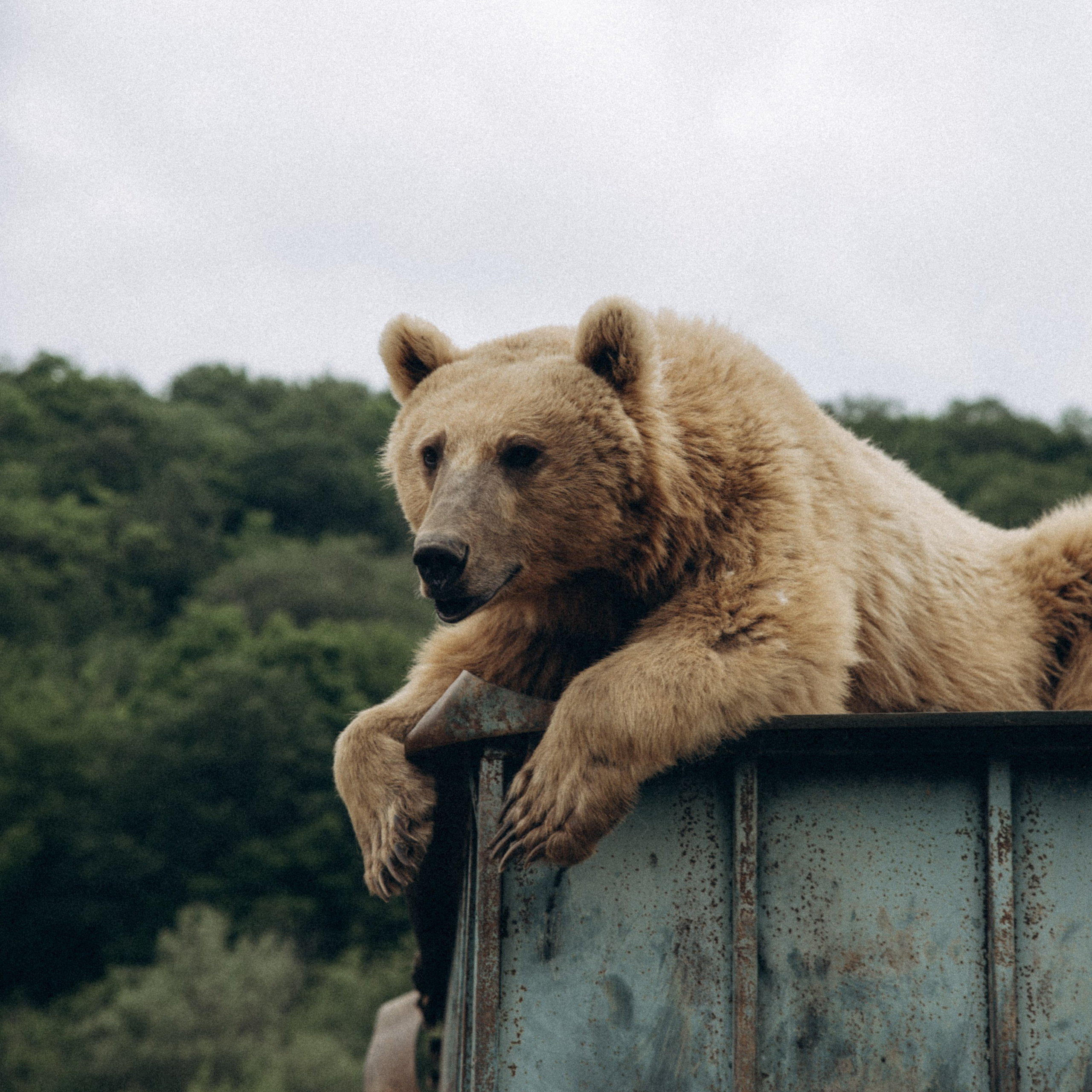 Медвежий приют, Мамкода, Грузия 🇬🇪 «Honey Trip»