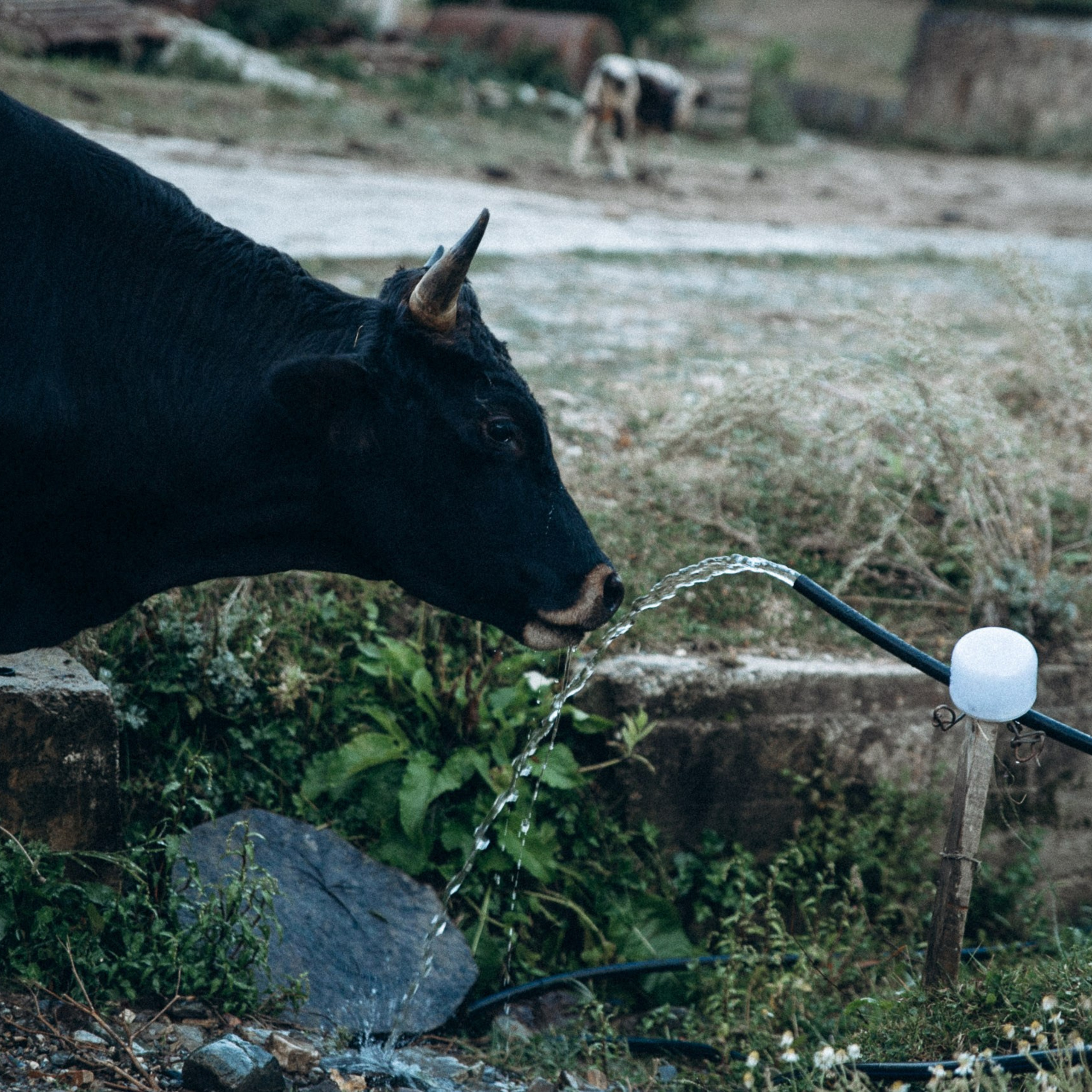 Сванетия, Грузия 🇬🇪. Anita_photo
