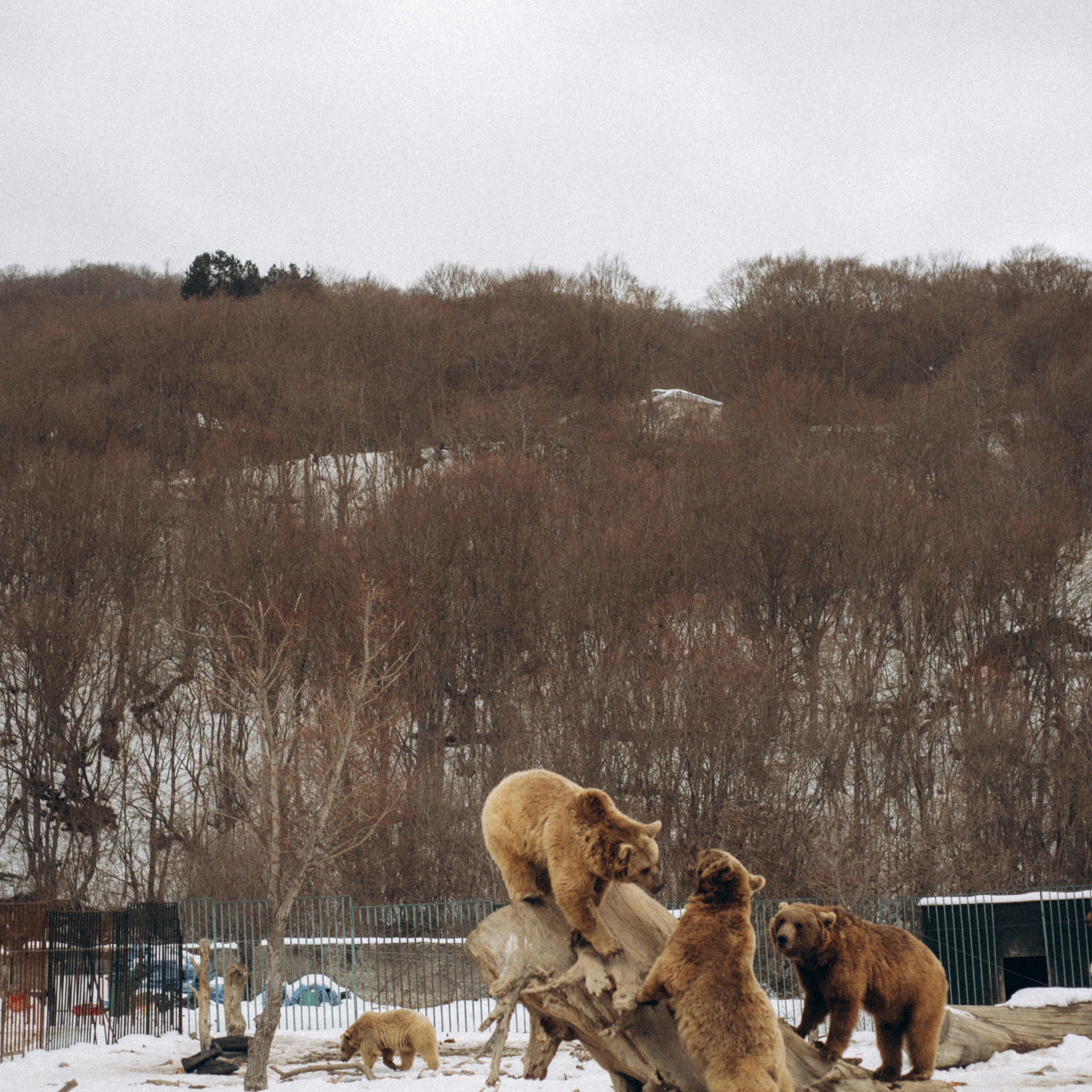 Медвежий приют, Грузия 🇬🇪. Anita_photo