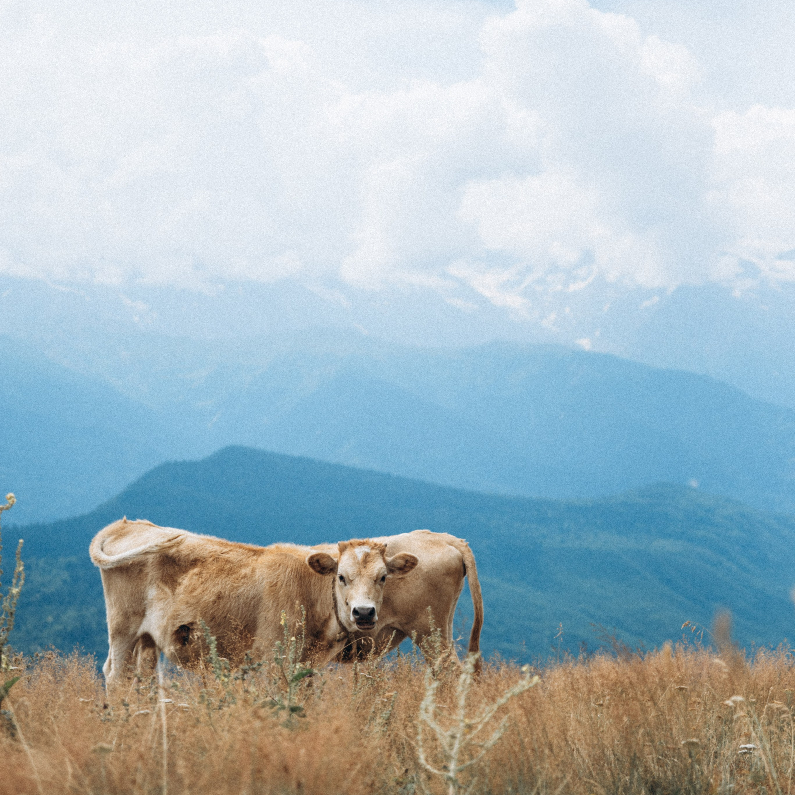 Сванетия, Грузия 🇬🇪. Anita_photo
