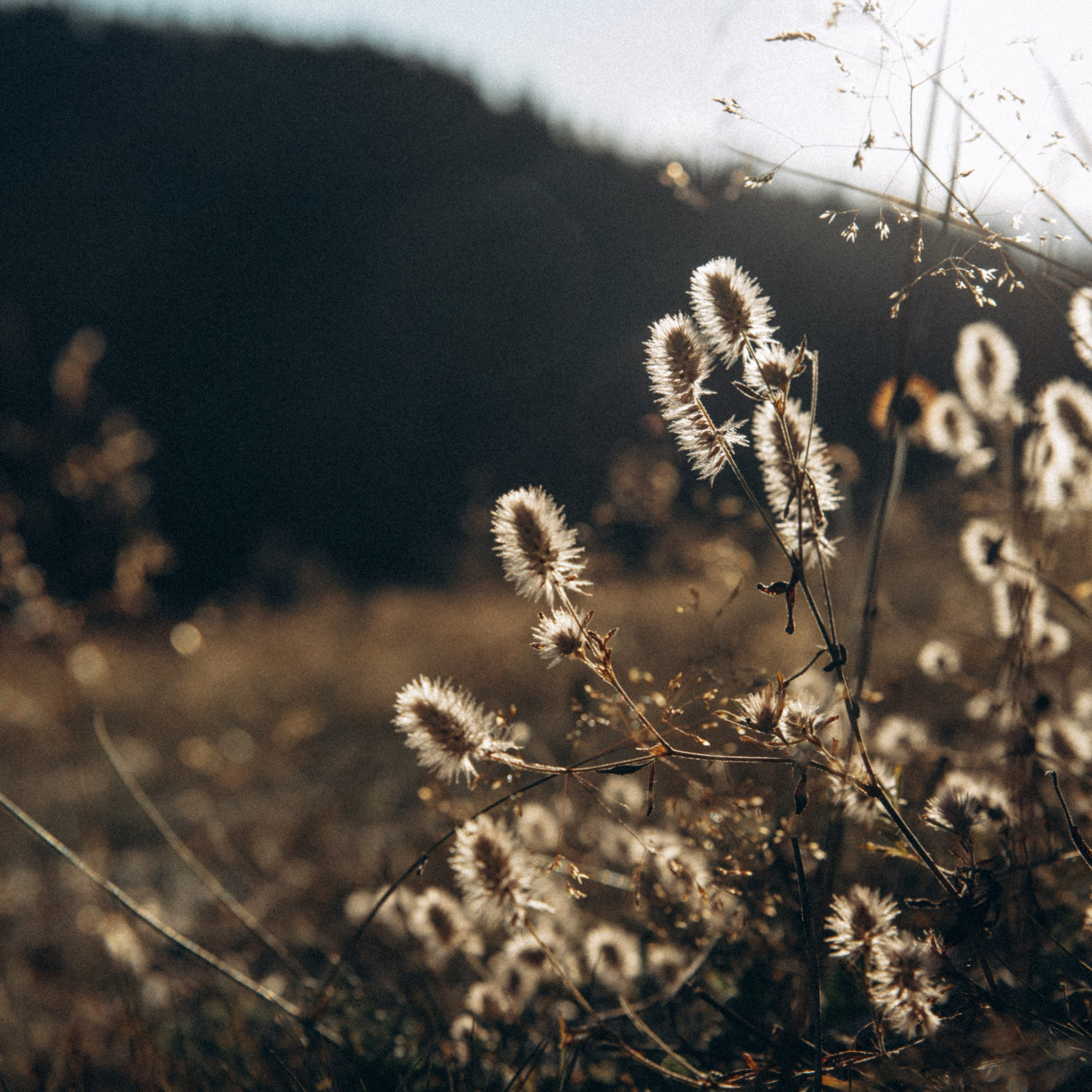 Сванетия, Грузия 🇬🇪. Anita_photo