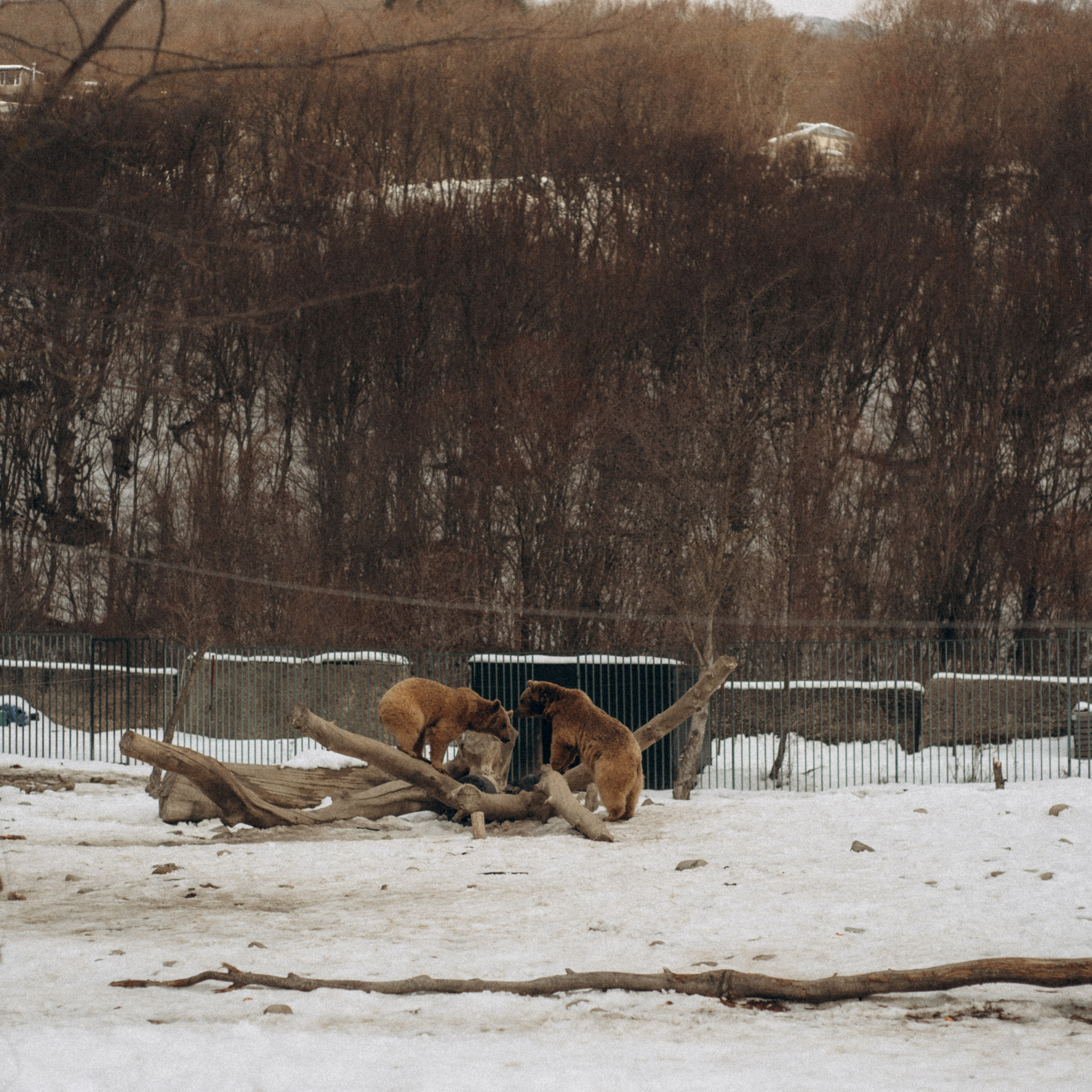 Медвежий приют, Грузия 🇬🇪. Anita_photo