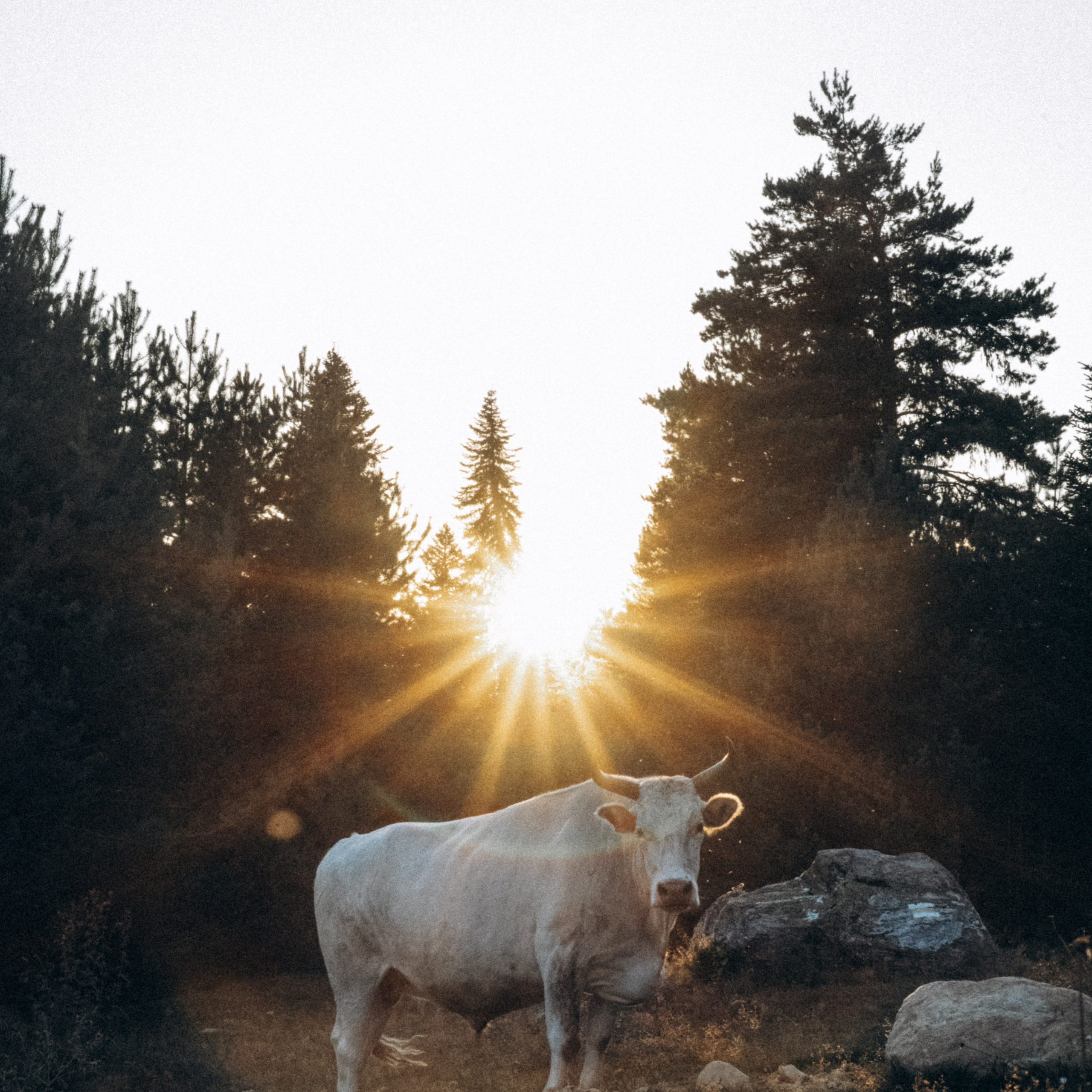 Сванетия, Грузия 🇬🇪. Anita_photo