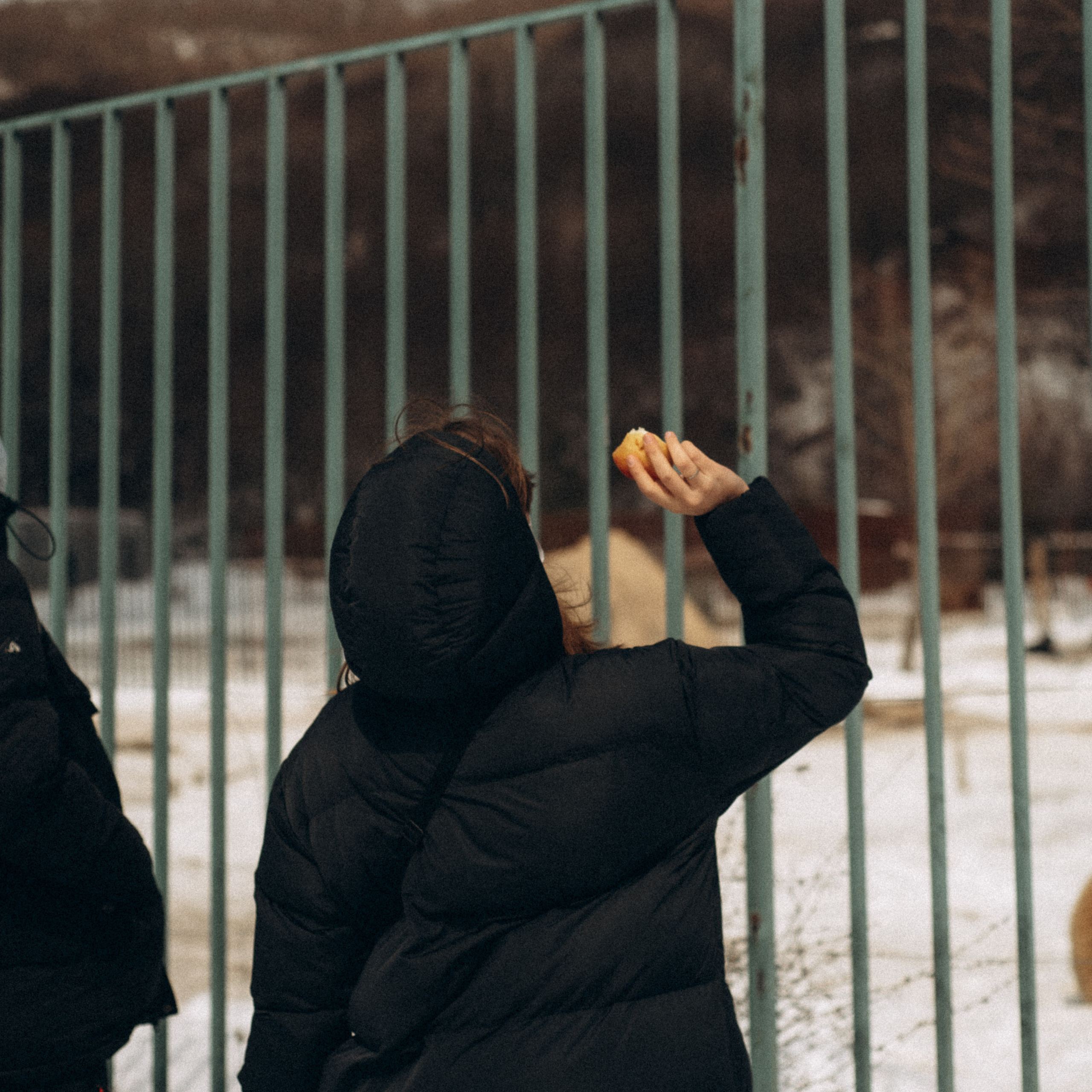 Медвежий приют, Грузия 🇬🇪. Anita_photo