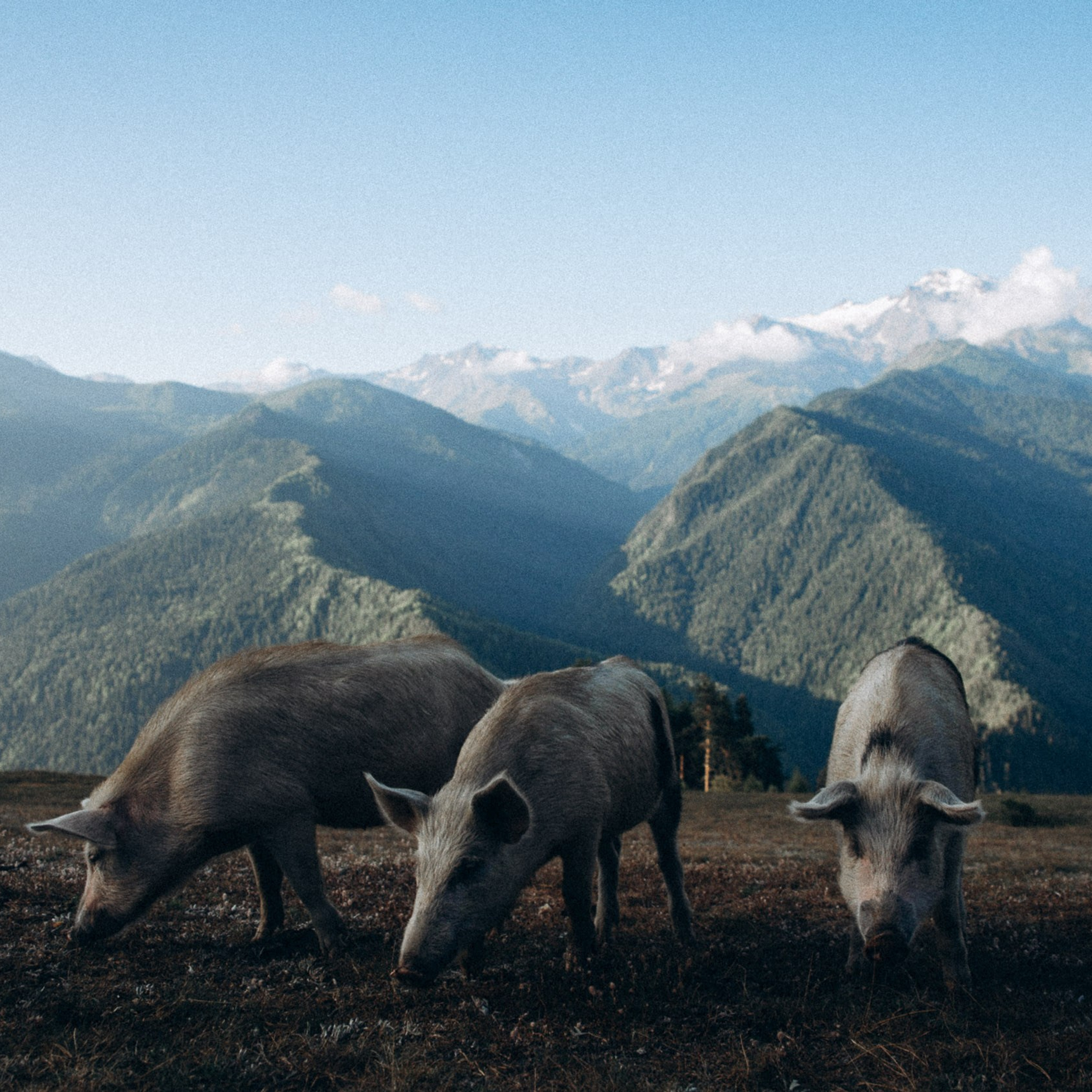 Сванетия, Грузия 🇬🇪. Anita_photo