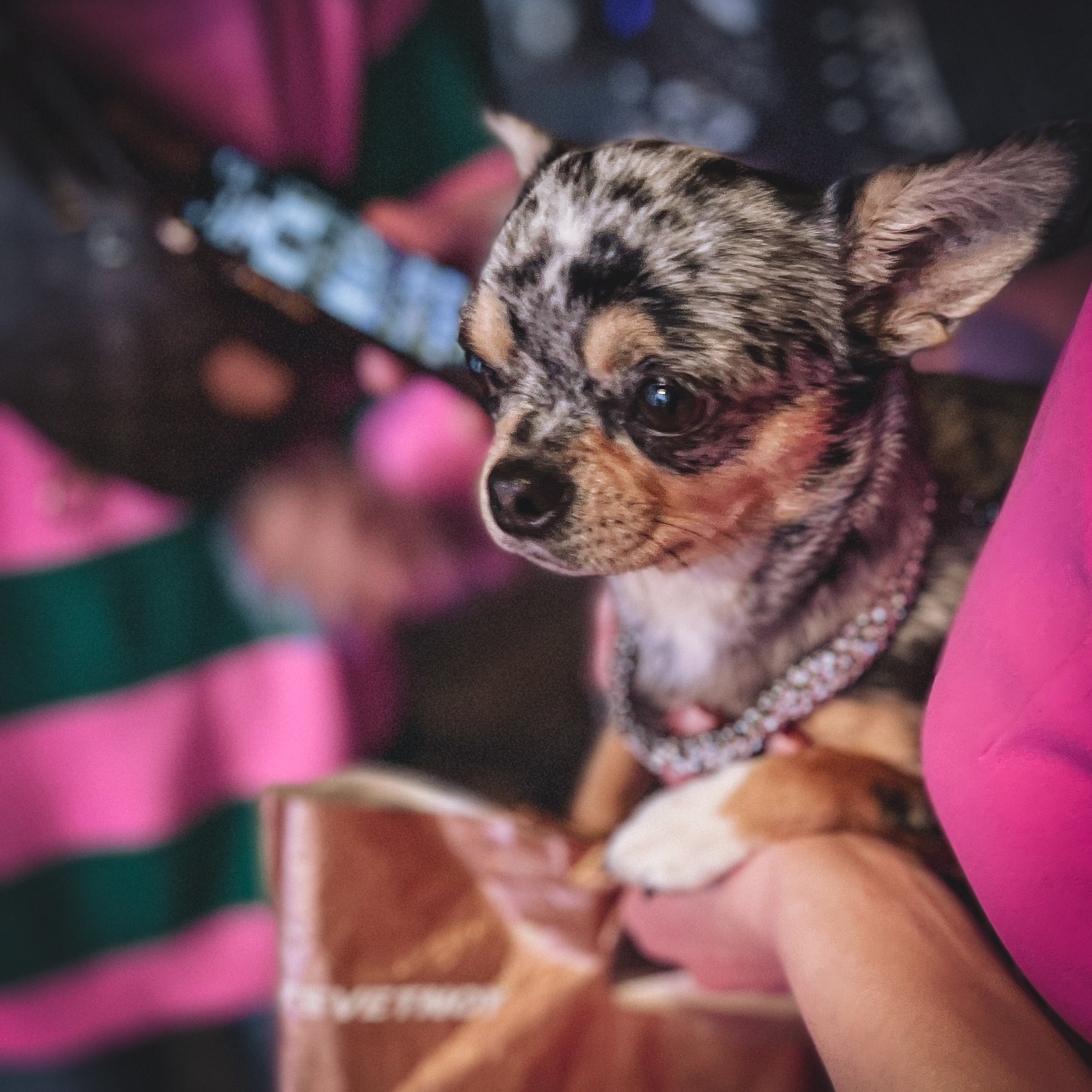 Бэкстейдж со съемок клипа Хатико. Видеомейкер и фотограф Кэтрин.Филм