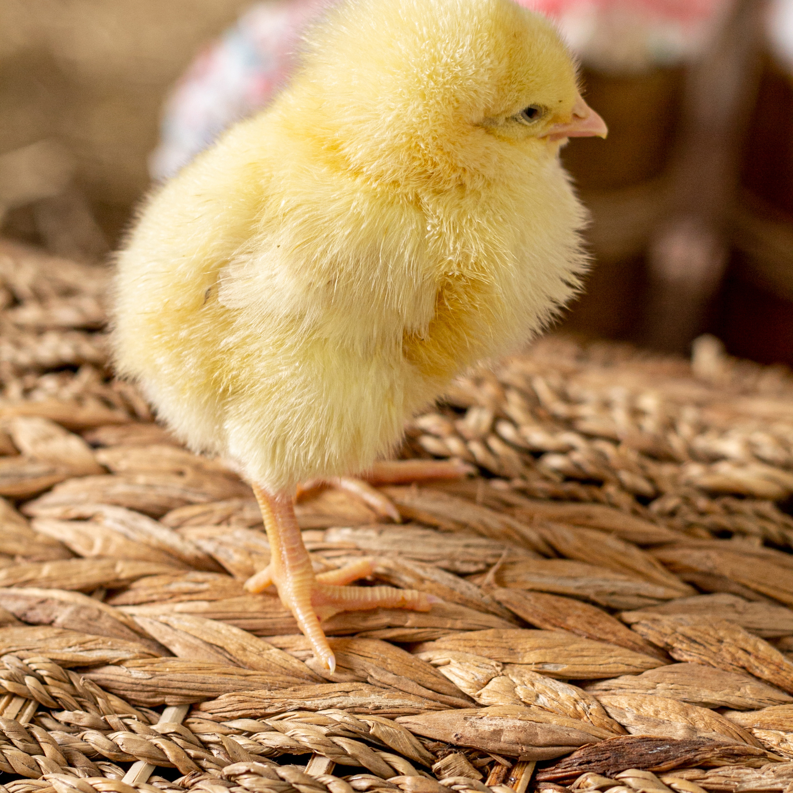 Пасхальная детская сьемка