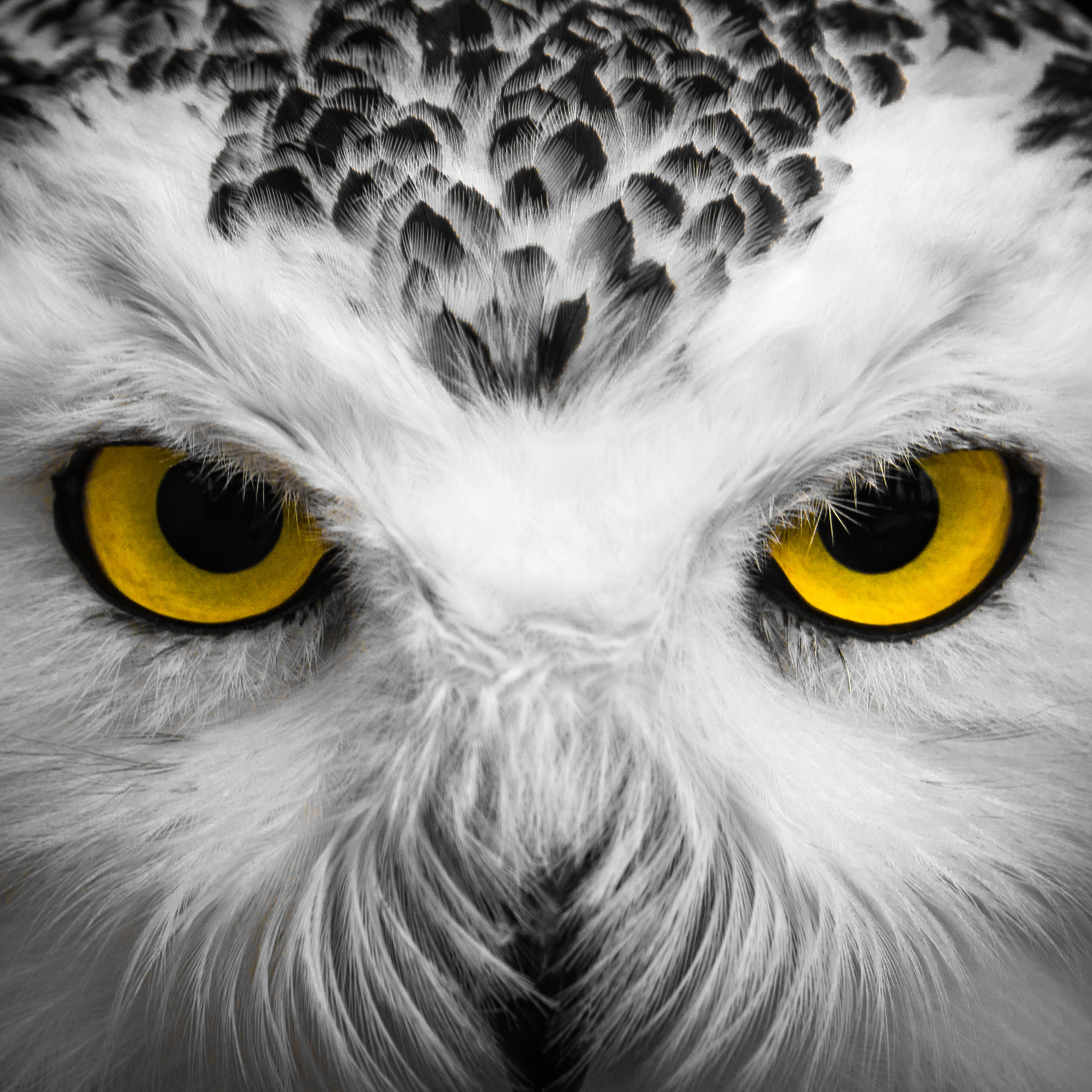 Анималистика