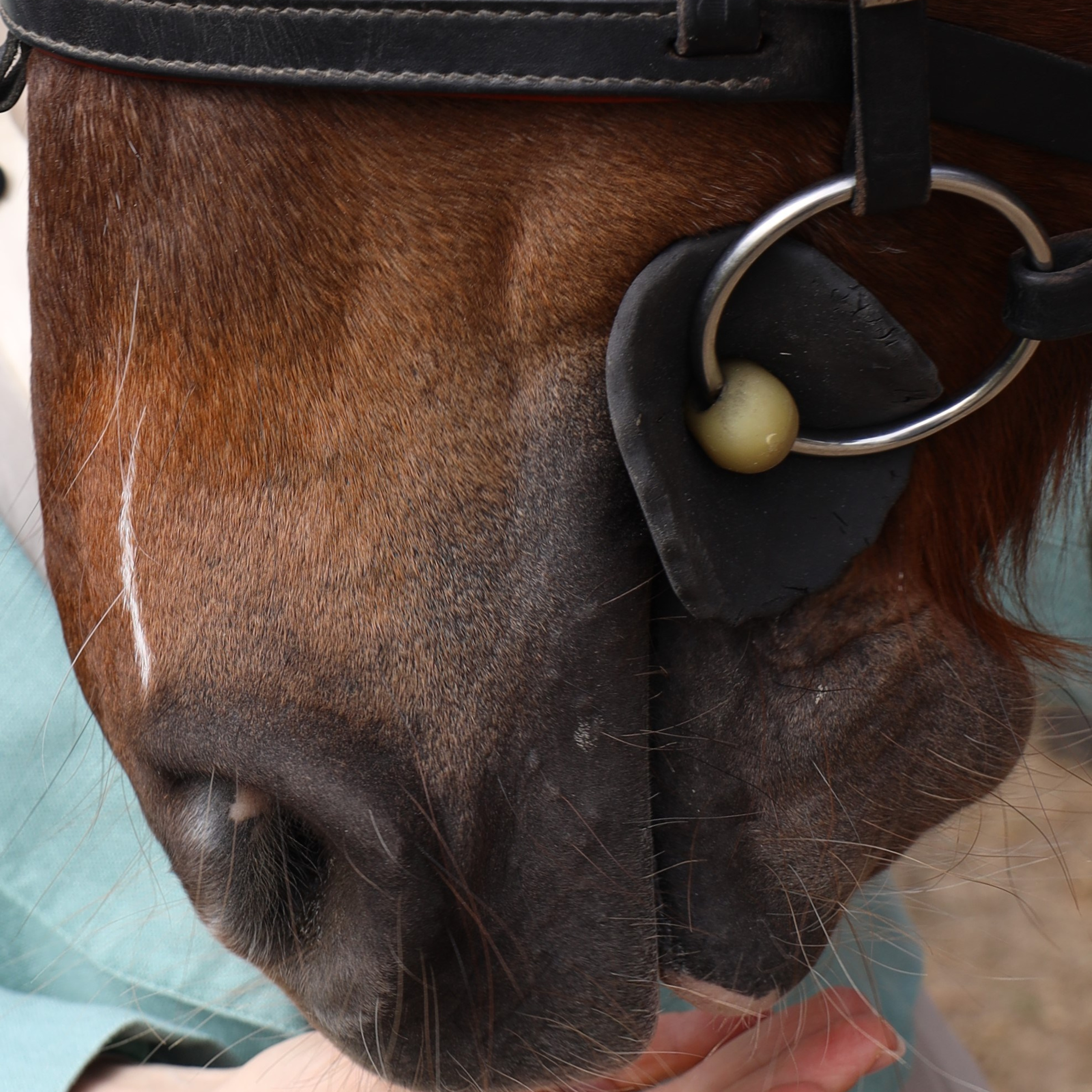 Конная фотосессия| Екатерина. Фотограф Дарья Пудовкина Москва, Московская область