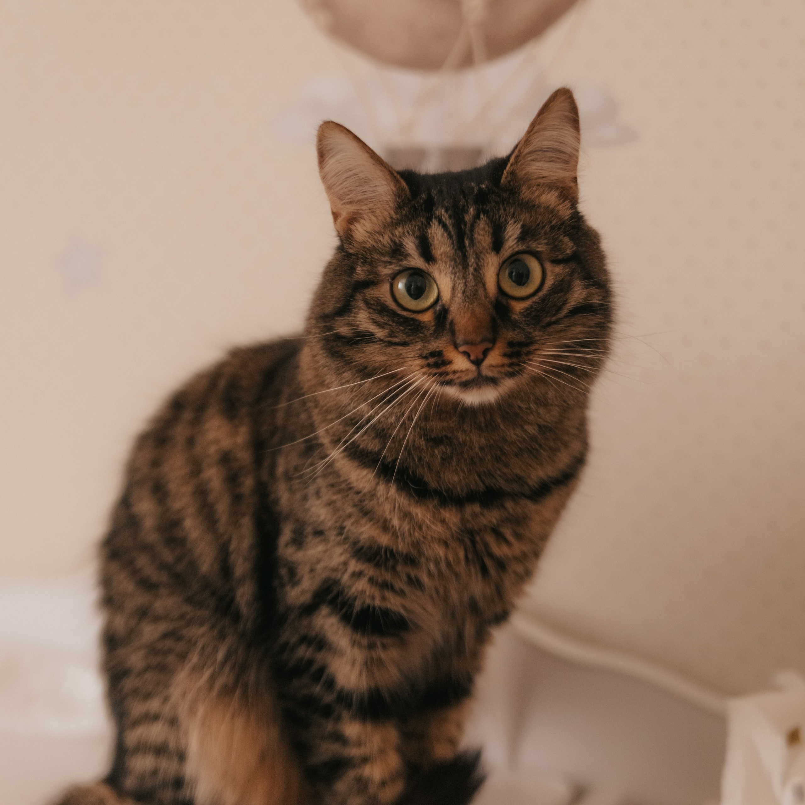 Домашняя семейная история. Фотограф Дарья Пудовкина Москва, Московская область