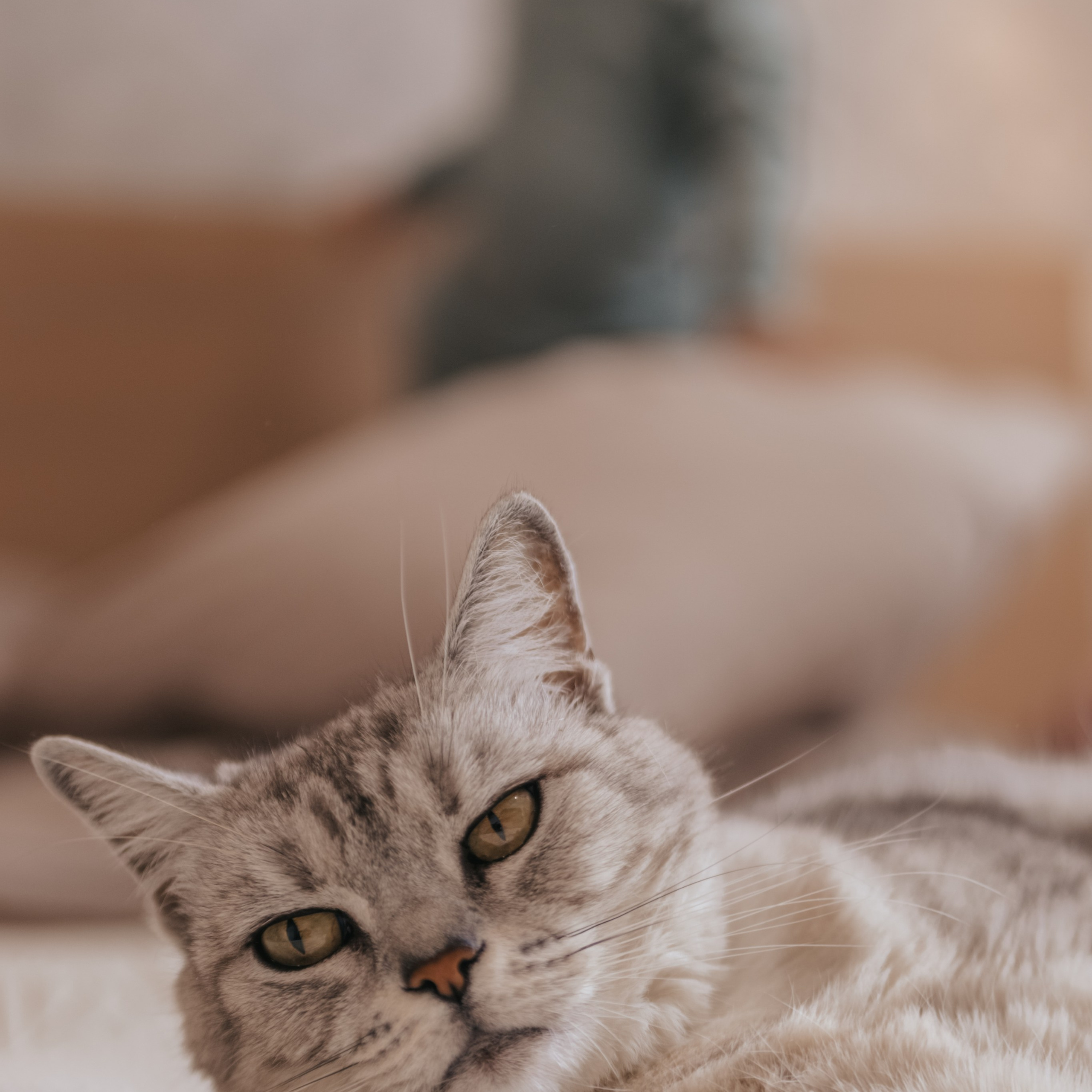 Домашняя история семьи Тимошки. Фотограф Дарья Пудовкина Москва, Московская область