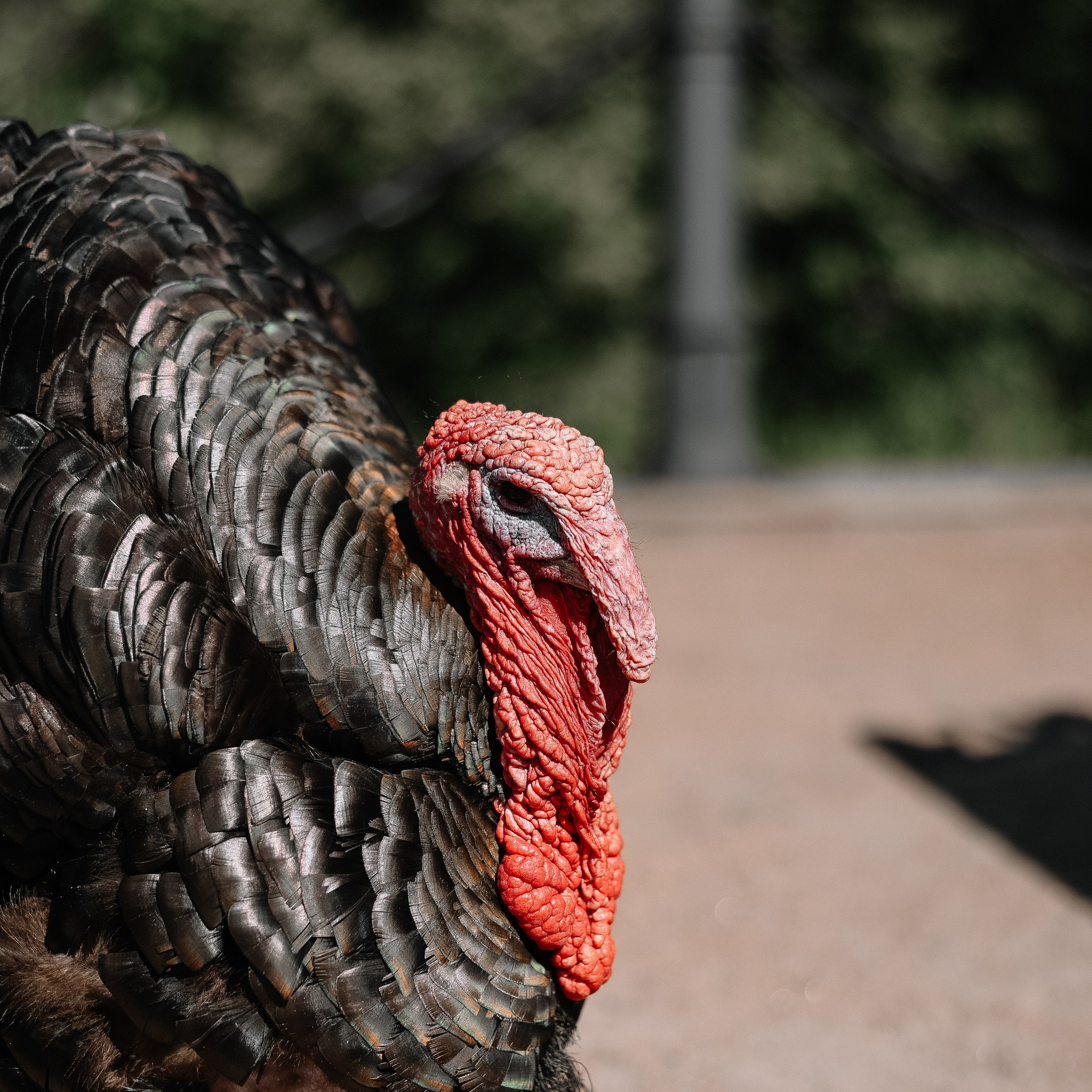 Света и Сергей