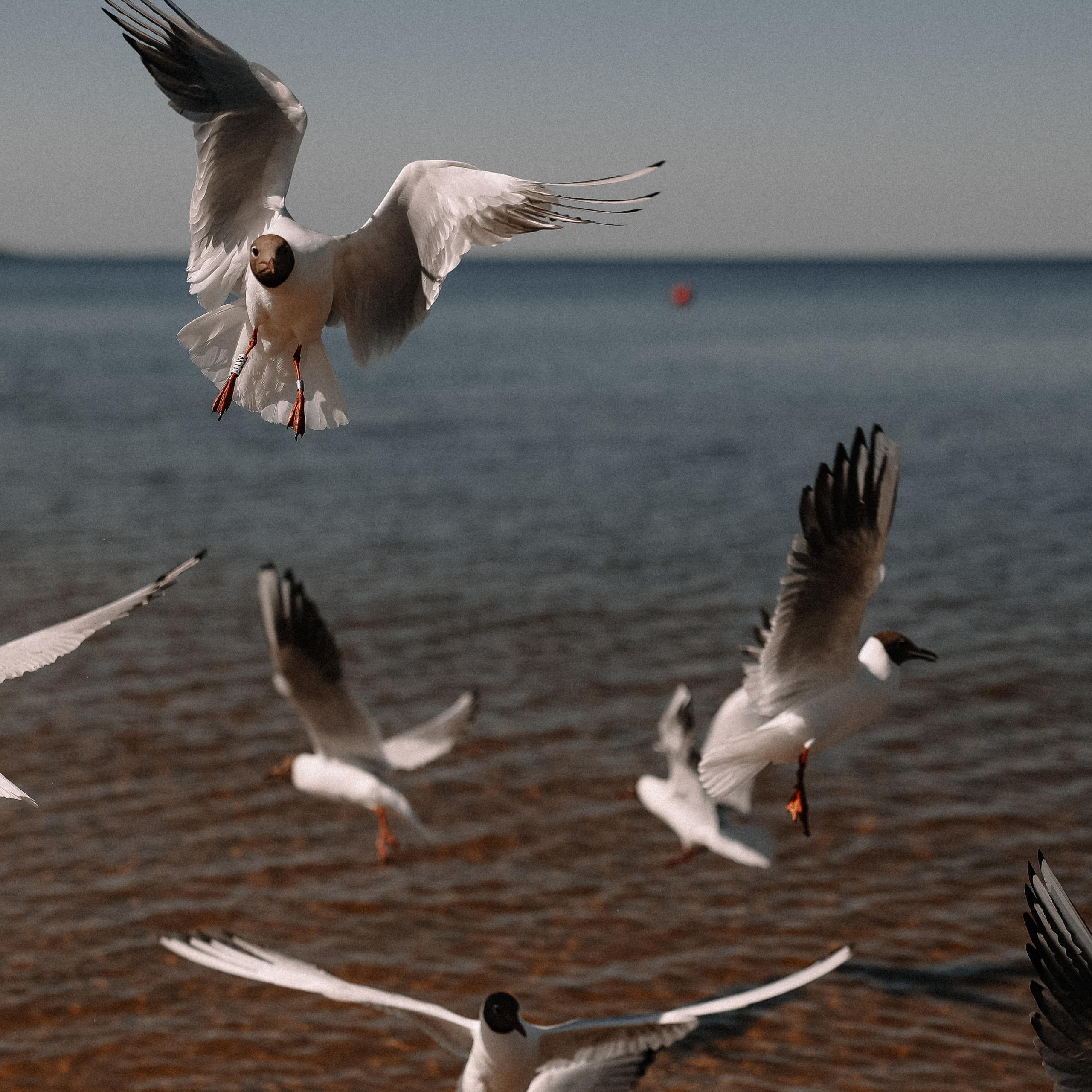 Берег Питерского моря