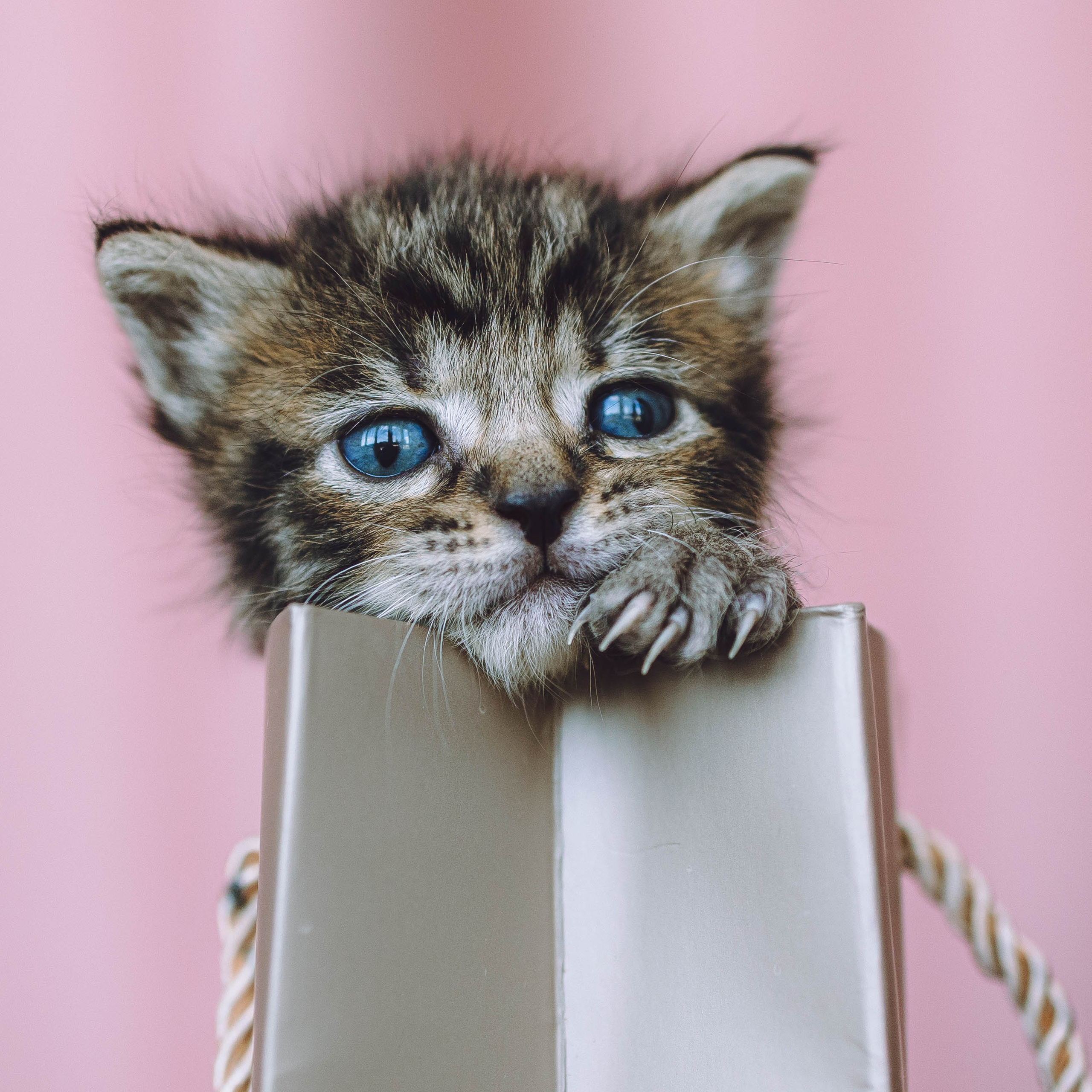 Котики