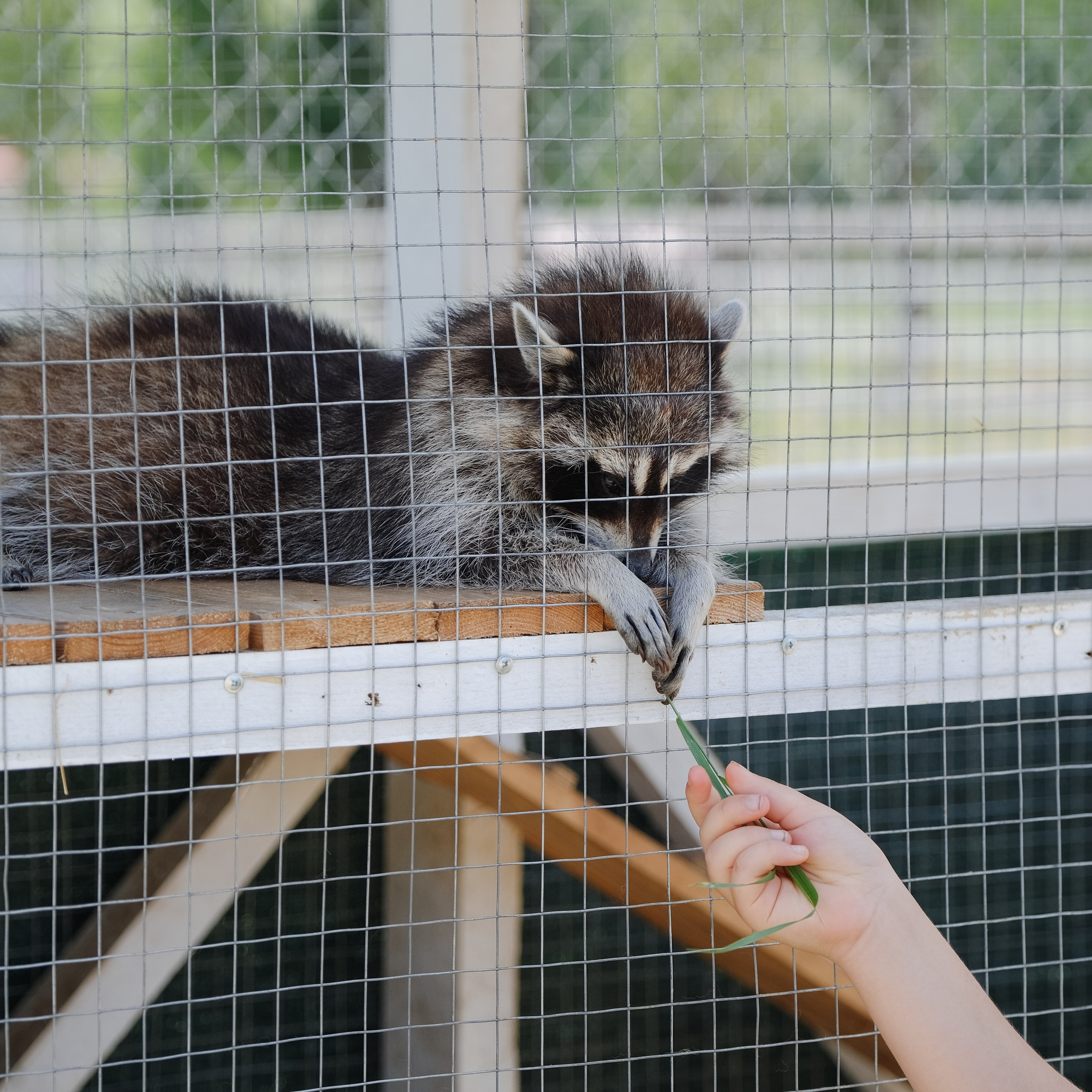 Репортаж на ферме