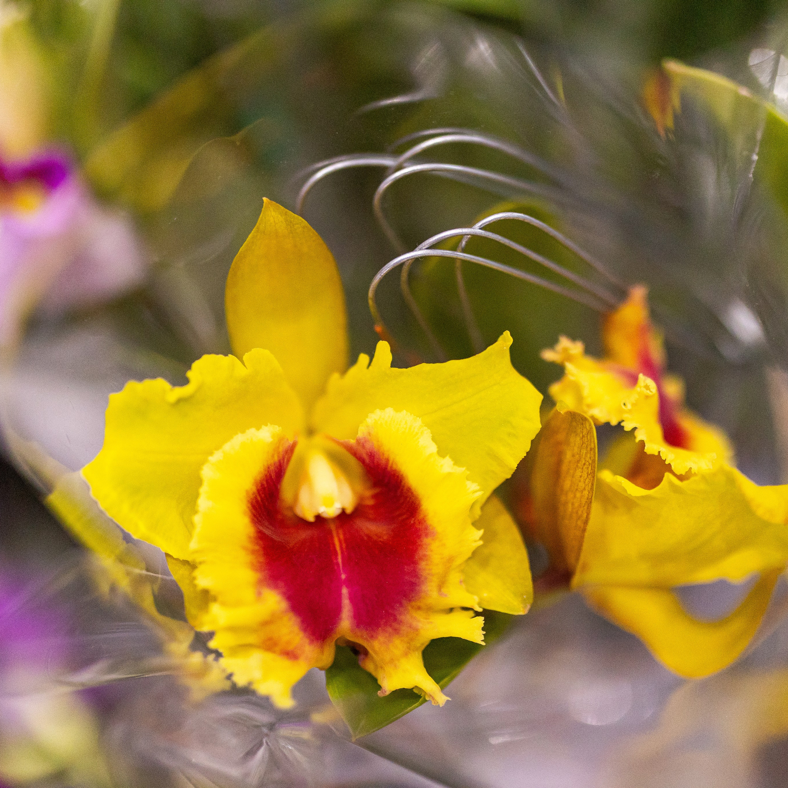 Орхидиум май 2025