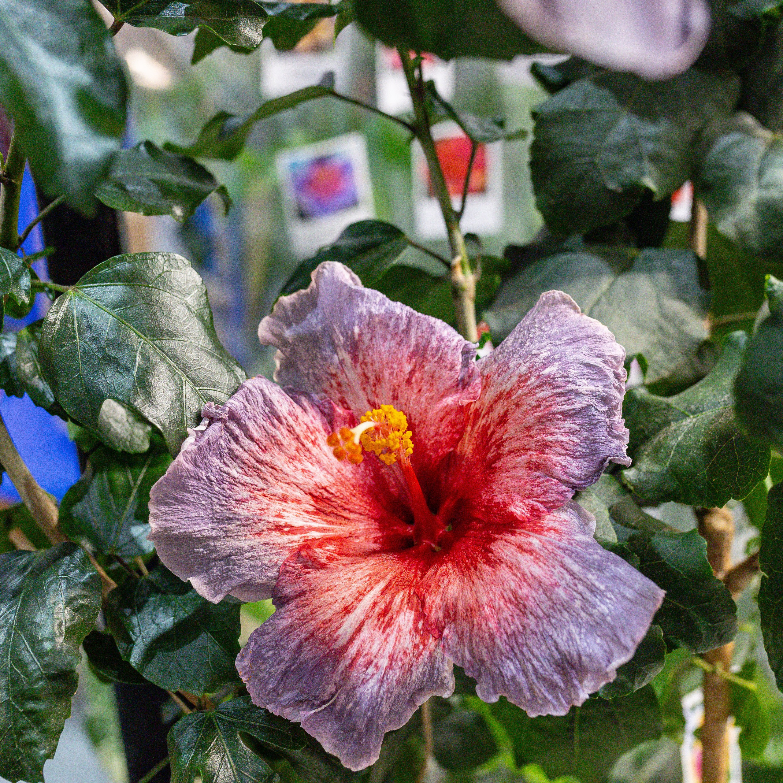 Монстериум 11–12 октября