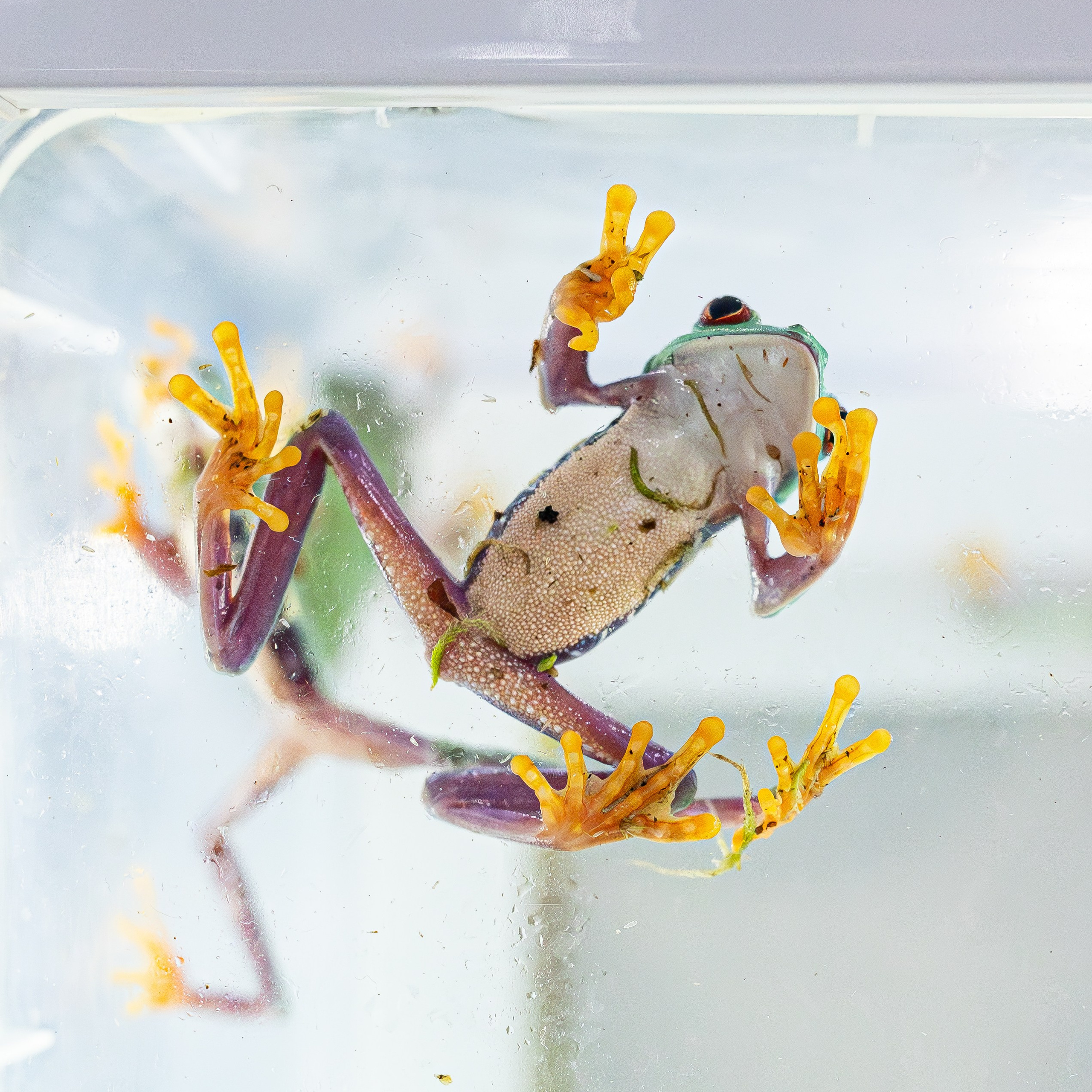 Рептилиум июнь 2025